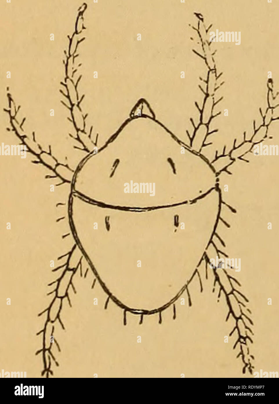 . L'entomologie économique. Les insectes bénéfiques ; les insectes nuisibles ; Thysanura. yobia speciosa. Copié à partir de la figure de l'Kocli Ubersicht.. Veuillez noter que ces images sont extraites de la page numérisée des images qui peuvent avoir été retouchées numériquement pour plus de lisibilité - coloration et l'aspect de ces illustrations ne peut pas parfaitement ressembler à l'œuvre originale.. Murray, Andrew, 1812-1878. [London] Chapman and Hall Banque D'Images