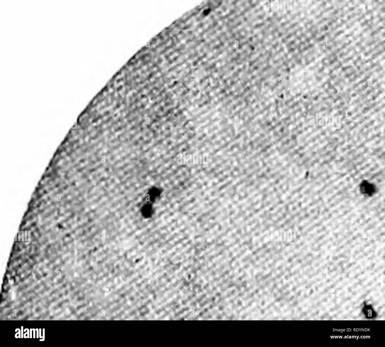 . Le lait. Le lait. Types DE MICRO-ORGANISMES DANS LE LAIT  ; m9, lait et la dégradation est produit par l'activité des deux. Hiippe lactici le bacille de l'acidi, par conséquent, est, en réalité, 13. aerogenes, et Leichmann bactérie de l'acidi lactis Streptococcus est lacticus. Streptococcus lacticus est désormais presque universellement recot ;;d'octon(l de la bactérie d'acide lactique par excellence. Nous avons appris que 4 UN &Lt ; -.-f A- - r a r tr :-i ! T' ,'/ -^ ^ ^ (, 150 ^ Fig. 166, p.^lacticus Streptococcus Fig. 166, / Strcptncc cciis lacticus.-lacto.se de bouillon. (Souche I.) de bouillon de lactose (Stiam II ). Veuillez noter Banque D'Images