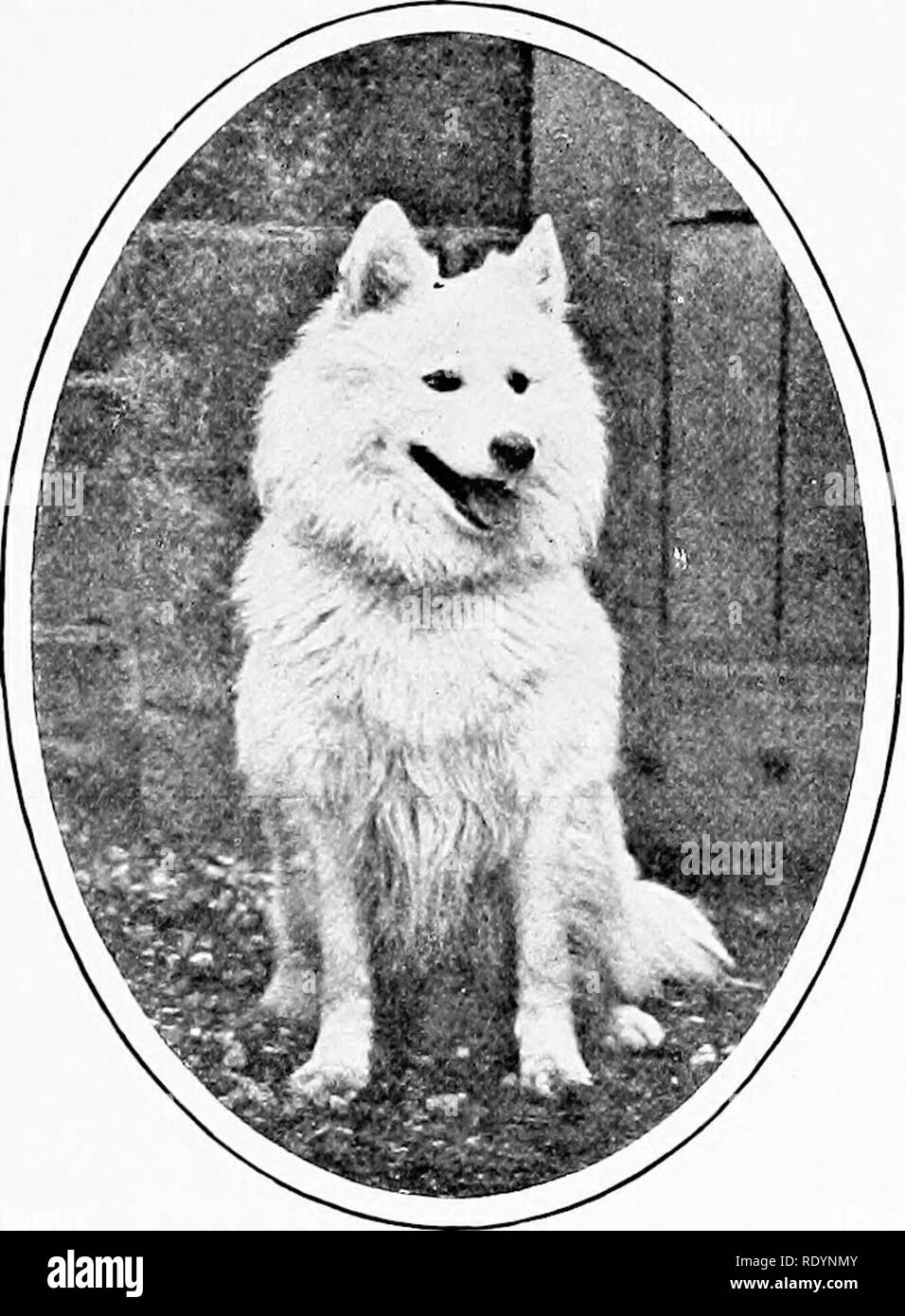 Special Chiens 20 By Fabien Tourneur Issuu