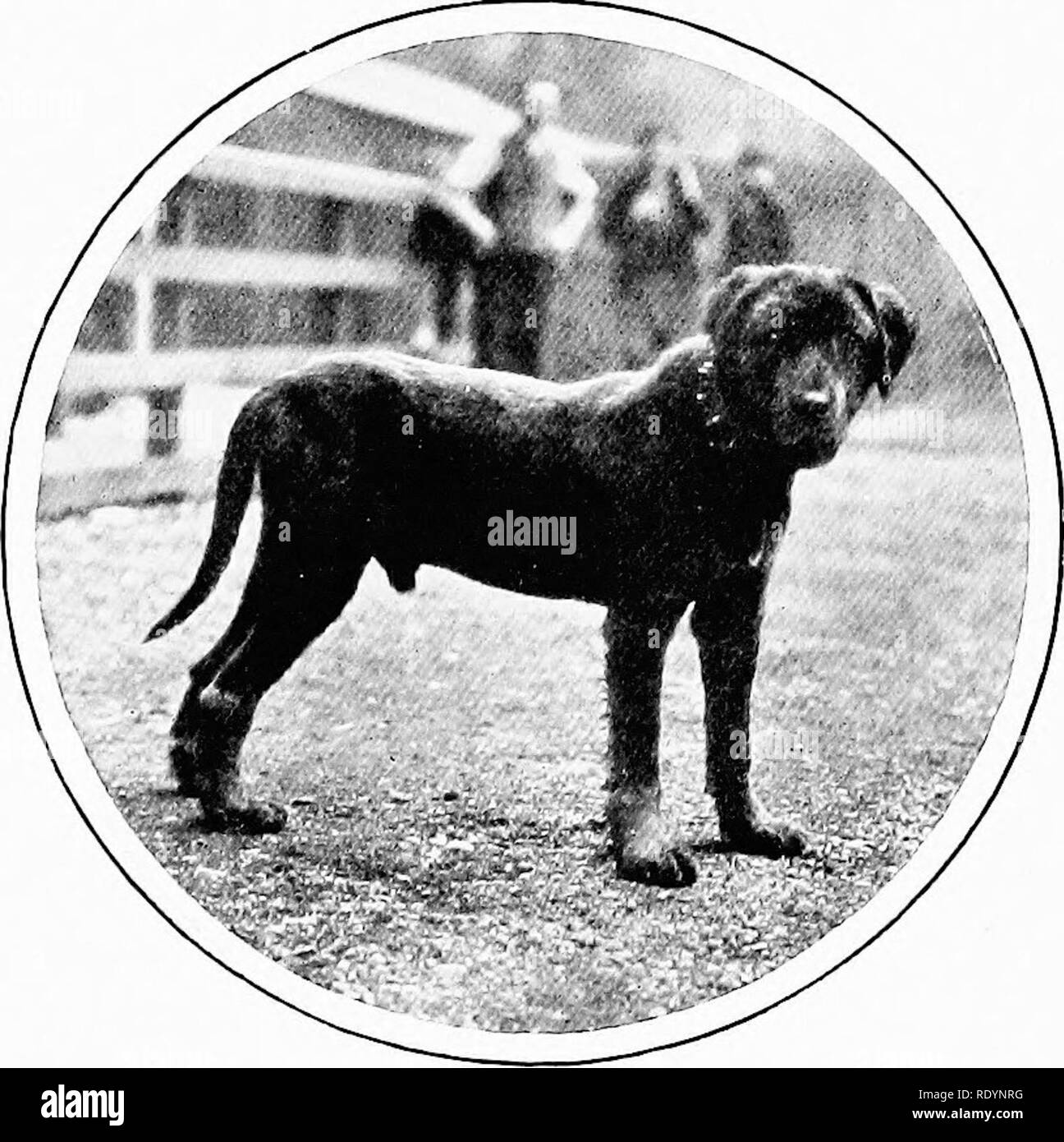 Le Nouveau Livre Du Chien Une Histoire Naturelle De La Les