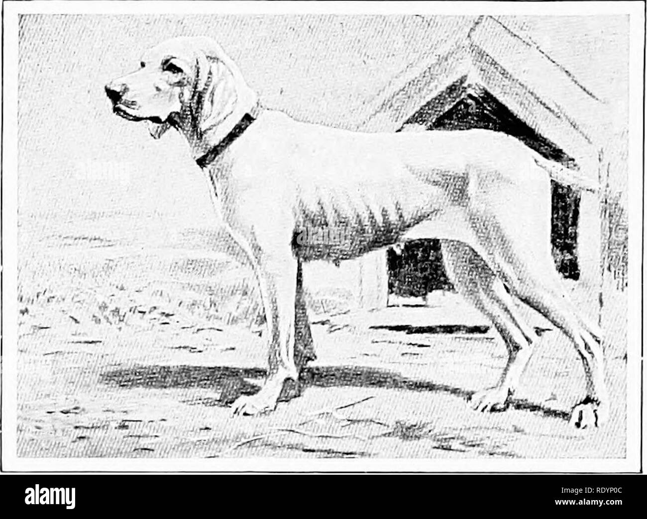 Le Nouveau Livre Du Chien Une Histoire Naturelle De La Les