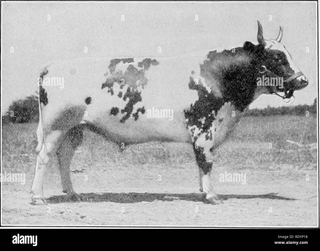 . À en juger les animaux de ferme . Le bétail. 338 si l'ON EN JUGE LES ANIMAUX D'ÉCHELLE DE POINTS Points Points TRAITE DÉNOTANT LA QUALITÉ DE CHARRUE, 6 Points : sliowing pis plein de substance, Init pas trop moi:6 ratifier la symétrie et la taille, 5 points : la couleur des cheveux avec une nuance de faon, wilh marquage blanc. N° couleur crème'-e. Cornes de couleur ambre, petite, courbe, et non pas les 3 dimensions pour la race-Matxire vaches, quatre ans ou plus, environ 1,050 lbs 2 Total 100 La race Ayrshire de bovins a sa maison natale dans le sud- ouest de l'Écosse, dans le comté d'Ayr en tant que centre. La couleur est une combinaison de rouge, marron et blanc mar Banque D'Images