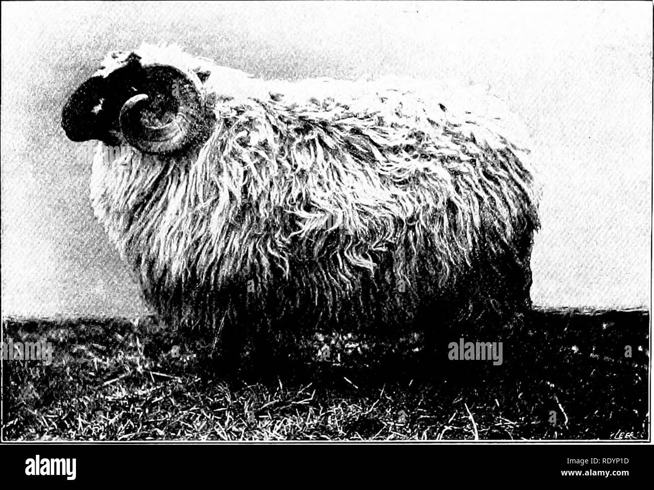 Nos Animaux Domestiques Leurs Habitudes Lintelligence Et