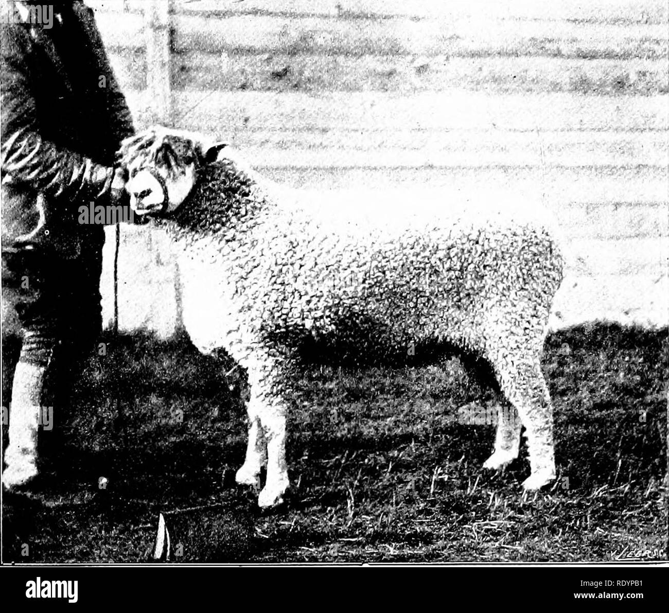 . Nos animaux domestiques, leurs habitudes, l'intelligence et l'utilité ; tr. de l'anglais du SMO. De Voogt, par Katharine P. Wormeley ;. Animaux domestiques. 166 nos animaux domestiques, il existait en Espagne, et, selon Pline, dans tlic aux environs de IVIentone. Les mouflons vivent en troupeaux, chacune sous le contrôle d'un ram. Dans la saison de l'accouplement combats acharnés tal^e lieu dans lequel le)- tuer 1^ «- RNN. Un Cirrsv.'Di.i) Mémoire vive (RAM) Plioto llcrkliampstead J. T. Newman, l'un l'autre. Par nature ils sont timides et fuir au moindre bruit, ce qu'ils entendre à un 'ery grande distance. L)' printemps parmi les plus inaccessibles roc Banque D'Images