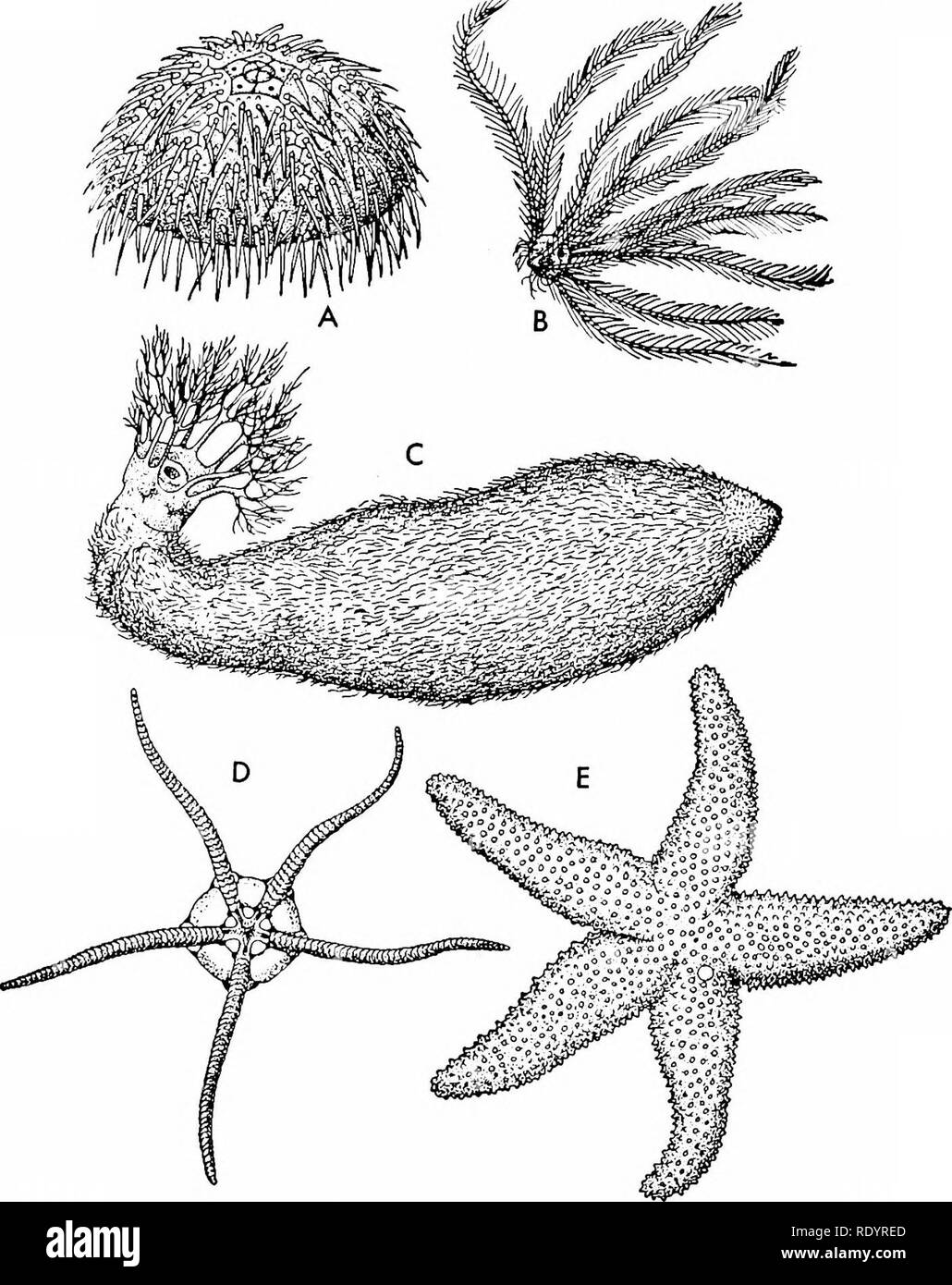 . Principes de la biologie moderne. La biologie. Le Royaume des Animaux - 661 Fig. 32-33. Les Échinodermes, représentant les cinq classes. A, un oursin, classe Echinoidea ; B, une mer lilly, classe Crinoidea ; C, un concombre de mer, Holo- thuroidea ; Classe D, une rupture fragile star, classe Ophiuroidea ; et E, une étoile de mer commune, classe Asteroi- dea. (À partir de la zoologie générale, par Miller et Haub. Holt, Rinehart and Winston, Inc.). Intégré dans la paroi du corps il y a une endo- squelette, constitué d'un certain nombre de plaques calcaires durs, les osselets ; et la projection vers l'extérieur du corps il y a beaucoup de cal- careous épines. Collectivement Banque D'Images