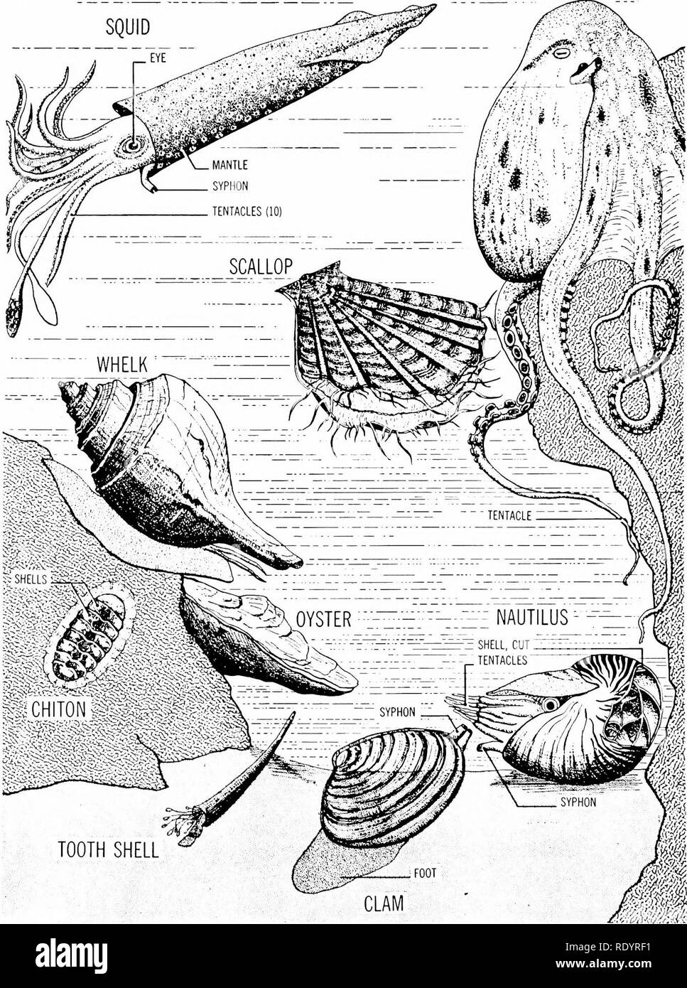 . Principes de la biologie moderne. La biologie. 652 - L'hérédité et de l'évolution r Aoidues""J"wv, 'Si le poulpe. SHELL DENT Fig. 32-29. Les cinq classes de mollusques afficher une grande variation de forme, neura (Chiton) ; trois des pélécypodes (palourdes, huîtres, pétoncles et) ; l'un de du buccin (Gastropoda) ; et trois des Cephalopoda cette photo : un des amphi- les Scaphopoda (la dent) ; 1. Veuillez noter que ces images sont extraites de la page numérisée des images qui peuvent avoir été retouchées numériquement pour plus de lisibilité - coloration et l'aspect de ces illustrations ne peut pas parfaitement ressembler au Banque D'Images