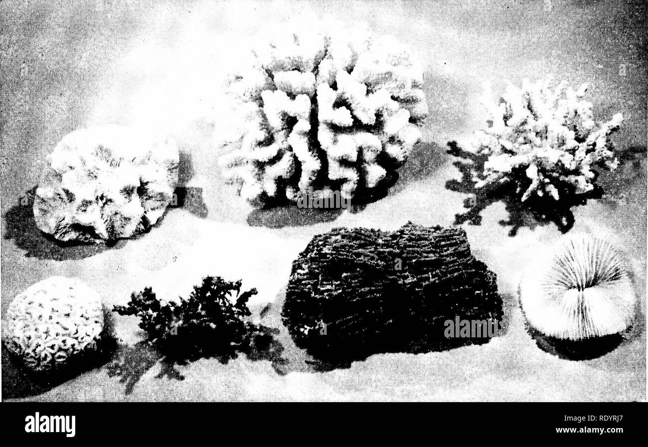 . Principes de la biologie moderne. La biologie. 634 - L'hérédité et de l'évolution. Fig. 32-10. L'appui du squelette et les structures des différents animaux de corail. Les récifs coralliens sont construits principalement de ces structures, qui peuvent s'accumuler énormément au fil des années. (Gracieuseté de Ward's Natural Science Création.) nant rôle dans la construction des récifs coralliens. Sans aucun doute le plus grand de tous les récifs coralliens est la Grande Barrière de Corail, qui s'étend sur plus de mille kilomètres le long de la côte nord-est de l'Australie, à différentes distances allant jusqu'à environ 80 milles au large. Toutefois, les petits récifs coralliens sont très communes dans Banque D'Images