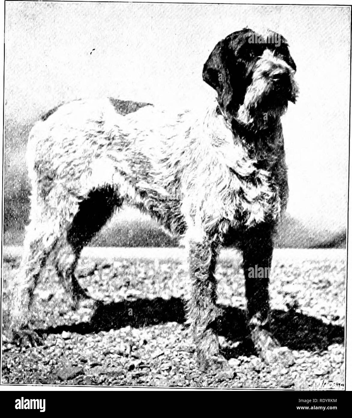 . Nos animaux domestiques, leurs habitudes, l'intelligence et l'utilité ; tr. de l'anglais du SMO. De Voogt, par Katharine P. Wormeley ;. Animaux domestiques. Le chien 19 jusqu'au point atteint aujourd'hui. Opinions et goûts ont longtemps différé concernant- une taille souhaitable de ces chiens, leur croisement avec l'anglais de communication et même avec des spaniels, et aussi en ce qui concerne les qualités, plus ou moins bonnes, des races différentes. Mais le produit final, l'allemand aux cheveux lisses- d'un chien de chasse, est un succès et l'honneur de ses éleveurs. La hauteur de l'épaule doit être de vingt à vingt-fi'e po, et l'IFE Banque D'Images