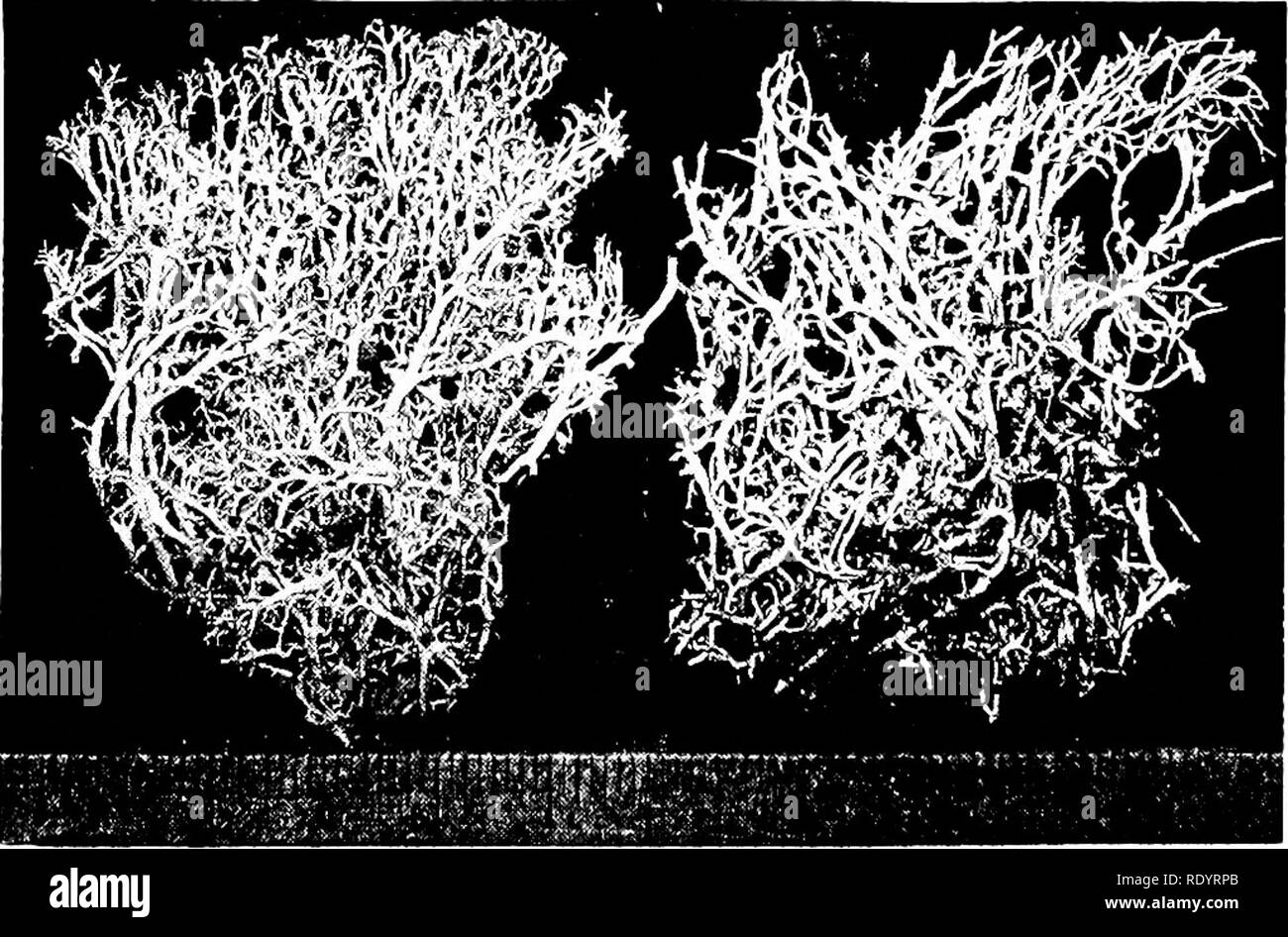 . Principes de la biologie moderne. La biologie. Fig. 31-17. Le maïs, maïs infecté par l'Ustilago zeae (charbon), un autre basidiomycète parasitaire. (Photo de Benjamin Koehler ; à partir de l'usine Monde.) des groupes, en particulier les gymnospermes et angiospermes, enfin une fertiliza ont évolué- tion dans laquelle les spermatozoïdes n'ont pas besoin d'eau pendant qu'elles sont transmises à l'œufs (Chap. 12). Embryons végétaux et leur protection. Le deuxième problème-nourrir le zygote pendant les premiers stades de développement vulnérables- ont commencé à atteindre une solution très tôt. Tous les em- classe (voir ci-dessous) sont caractérisées par la pos Banque D'Images