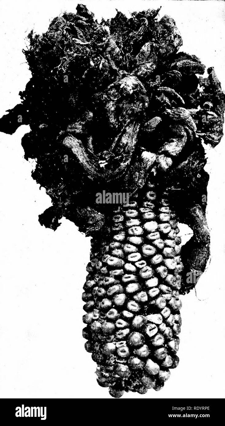 . Principes de la biologie moderne. La biologie. 610 - L'hérédité et de l'évolution. Fig. 31-17. Le maïs, maïs infecté par l'Ustilago zeae (charbon), un autre basidiomycète parasitaire. (Photo de Benjamin Koehler ; à partir de l'usine Monde.) des groupes, en particulier les gymnospermes et angiospermes, enfin une fertiliza ont évolué- tion dans laquelle les spermatozoïdes n'ont pas besoin d'eau pendant qu'elles sont transmises à l'œufs (Chap. 12). Embryons végétaux et leur protection. Le deuxième problème-nourrir le zygote pendant les premiers stades de développement vulnérables- ont commencé à atteindre une solution très tôt. Tous les em- classe (voir ci-dessous Banque D'Images