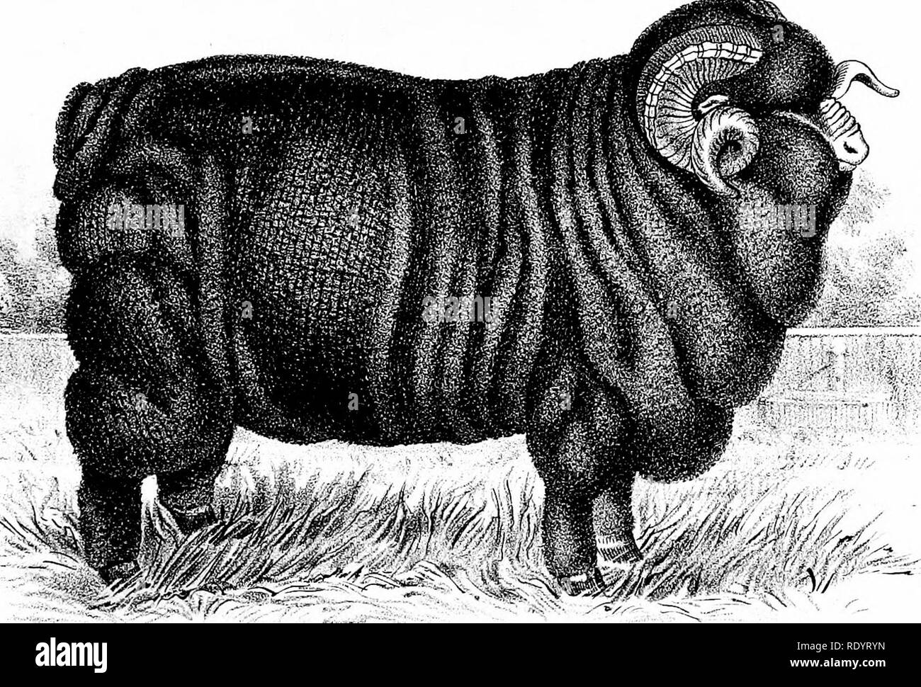 . Rapport spécial sur l'histoire et l'état actuel de l'industrie du mouton de l'United States . Les ovins ; 1892. -•"Ap". ^^^^^ilhelni Sectali ;"^5i QEN. FREMONT." De " REGJ8TER DU VERMONT de mouton mérinos ASSOCIATION," VOL.. Veuillez noter que ces images sont extraites de la page numérisée des images qui peuvent avoir été retouchées numériquement pour plus de lisibilité - coloration et l'aspect de ces illustrations ne peut pas parfaitement ressembler à l'œuvre originale.. United States. Bureau of Animal Industry ; Saumon, D. E ; Carman, Ezra Ayers, 1834-1909 ; Heath, Hubert A. , 1857- ; Minto, John, 1822-19 Banque D'Images