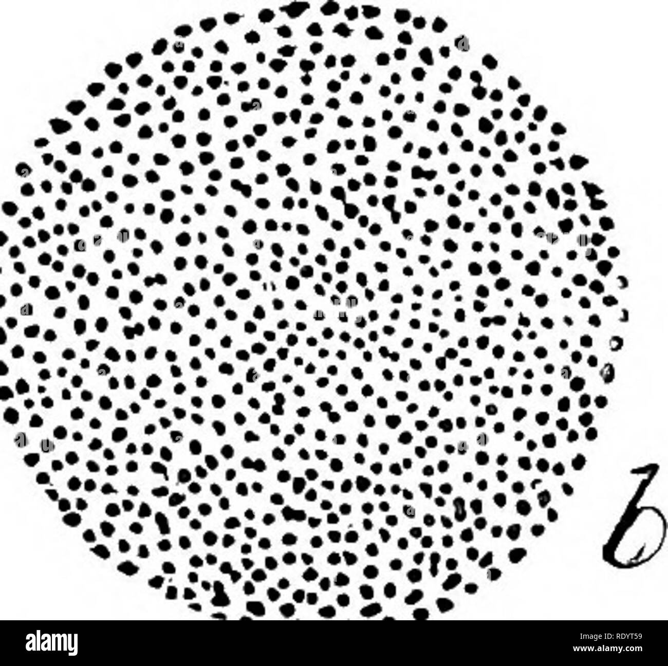 . L'industrie laitière productive . L'industrie laitière. Température de 346 QUESTIONS pendant au moins quatre heures afin que le beurre gras peut avoir le temps de se solidifier, ou en colère. Lorsqu'une fois refroidi et aigri à fond, la crème peut il a occupé pendant un jour ou deux si nécessaire sans grand dommage. La pré- sence de l'acide lactique empêche la plupart des autres formes de bactéries de plus en plus, tandis que s'il avait tenté de garder la crème sweet par basse température pour quatre ou cinq jours, il est probable qu'un amer, gTOwth bactérienne à saveur désagréable aurait eu lieu.. une Fig. 115.-montrant l'effet de la température sur le taux de croissance des bacte Banque D'Images