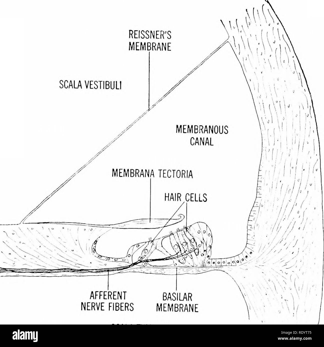 . Principes de la biologie moderne. La biologie. 426 - animaux multicellulaires, en particulier de la membrane de Reissner Homme SCALAVESTIBULI. Les fibres nerveuses afférentes viscérales TIMBALES SCALA récepteurs. Le interoceptors, qui sont localisées dans les organes internes, jouent un rôle important dans le conseil d'ac- tivités des viscères. Cependant, l'entier inférieur- récepteurs du corps ne sont pas aussi bien définis que sont les diverses exteroceptors, qui ont été discutées. Le sens de la soif semble émaner de la gorge, bien que les récepteurs de la soif n'ont pas été identifiés. Une pénurie d'eau dans le tube digestif, Banque D'Images