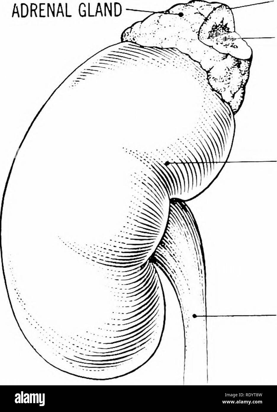. Principes de la biologie moderne. La biologie. 406 - animaux multicellulaires, en particulier l'homme une image plus claire de la rôle physiologique de la glandes parathyroïdes. Ils exercent une homéo- contrôle statique au cours de la Ca2 + en ions les fluides corporels, le sang et la lymphe. Les glandes parathyroïdes, en fait, avoir été appelé le calciostats du corps. C'est un très rôle important, puisqu'en général les cellules nerveuses mais-et les tissus musculaires en particulier - sont très sensibles à la ca- + niveau de l'environnement interne. Aussi un bon Ca- + niveau est essentiel pour le maintien de la teneur en minéraux des os, wh Banque D'Images