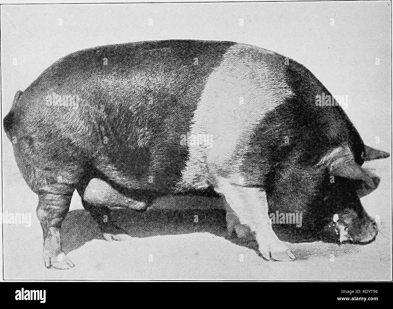 . Types et races d'animaux de ferme. Le bétail. Est- le porc Le Comté de Franklin. Ils sont généralement censés être presque identique avec le siamois, mais peut s'apparenter à l'Swingtailed Enghsh race des premiers écrivains." Selon H. F. Travaux de l'Indiana, Henry James, un Boone Comté (Kentucky) agriculteur, dans une visite à certains des États de l'Est au début des années 30, a vu quelques porcs ceinturés. Ces il a décrit à grands Joel Garnett, qui en- vestigated et ensuite achetés par des habitants de Côte Atlantique membres 14 ou 15 de ces porcs, qui ont été livrées à son agent. Fig. 350. Le Colonel 218 Lakeside Banque D'Images