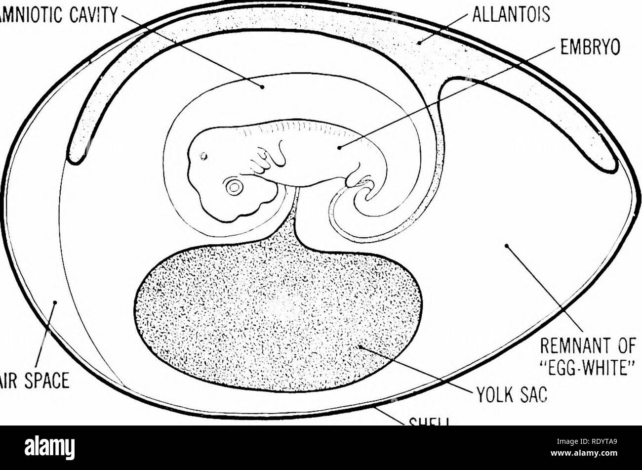 Principes de la biologie moderne. La biologie. 390 - animaux  multicellulaires, en particulier l'homme grandir jusqu'à ce qu'il enveloppe  l'embryon complètement (Fig. 21-1) de l'IB. Puis le liquide amniotique se  replie