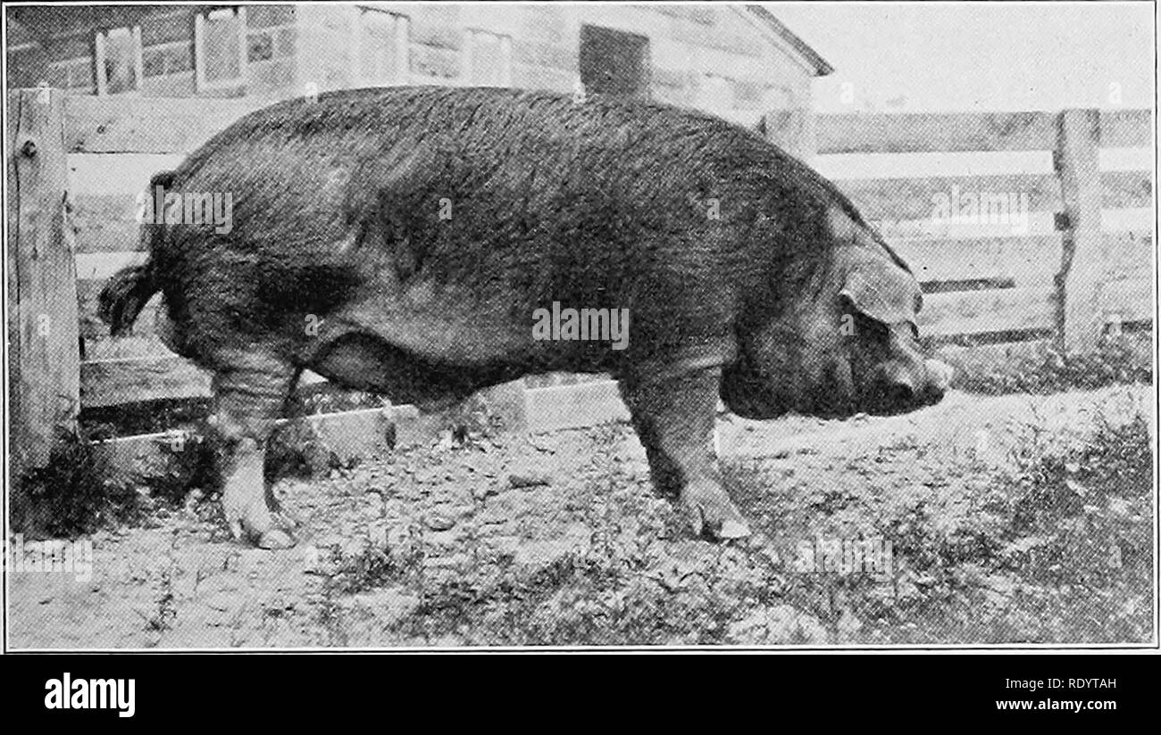 . Types et races d'animaux de ferme. Le bétail. Le DUROC-JERSEY 713. La race est d'obtenir un bon pied dans le sud, où il semble tout à fait adaptée pour le niébé et les fèves de velours comme pâturages. L'Duroc-Jersey qu'un alimenteur contenant ses propres avec d'autres races. Il s'est développé considérablement en popularité pour le lot d'alimentation, et cela est clairement illustré par l'augmentation remarquable de porcs rouges dans les grands marchés à bestiaux du moyen ouest. La plupart des expériences d'alimentation dans lequel sont comparés les races ont été plutôt à l'disadvan- tage du Duroc-Jersey, mais en dépit de cela, il semble que c'est le. Fig. 336. Sky Pi Banque D'Images