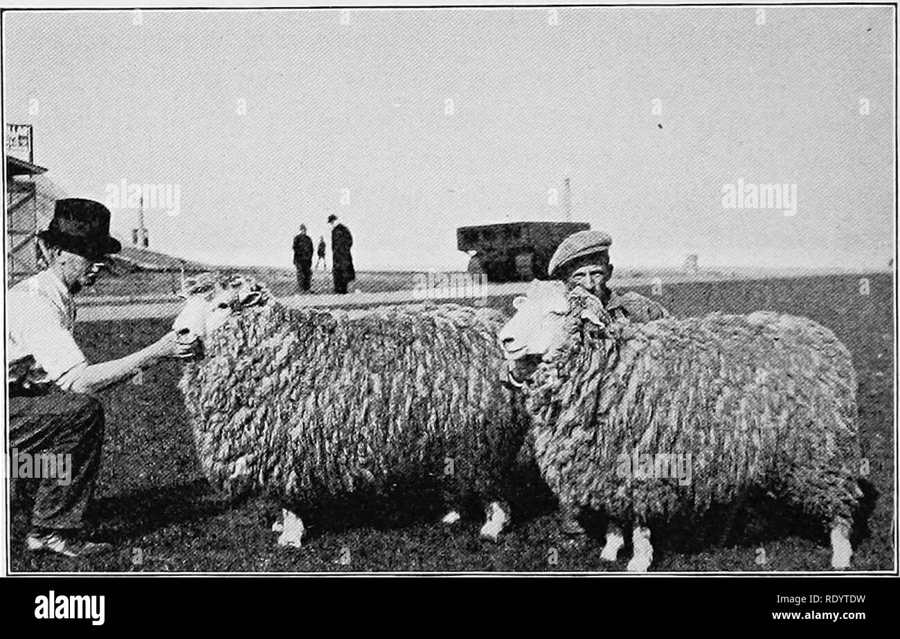 . Types et races d'animaux de ferme. Le bétail. 650 moutons du nord. En 1904 William Riddell et fils de l'Oregon et ram je importés 4 brebis de l'Angleterre. Ceux-ci ont été exposées à la Louisiana Purchase Exposition à St Louis la même année, mais n'ont pas considérée avec faveur, de ne pas être considérés comme de bons spécimens de la race. En 1906, le Wyoming Experiment Station je importées ram et 3 brebis. De nouveau en 1909 Riddell et Fils fait un im- transports, cette fois de la ram et je 11 brebis de Nouvelle-Zélande, depuis que cette entreprise a fait deux autres importations, les trois prochaines. Fig. 307. Une paire de Romney Marsh ew Banque D'Images