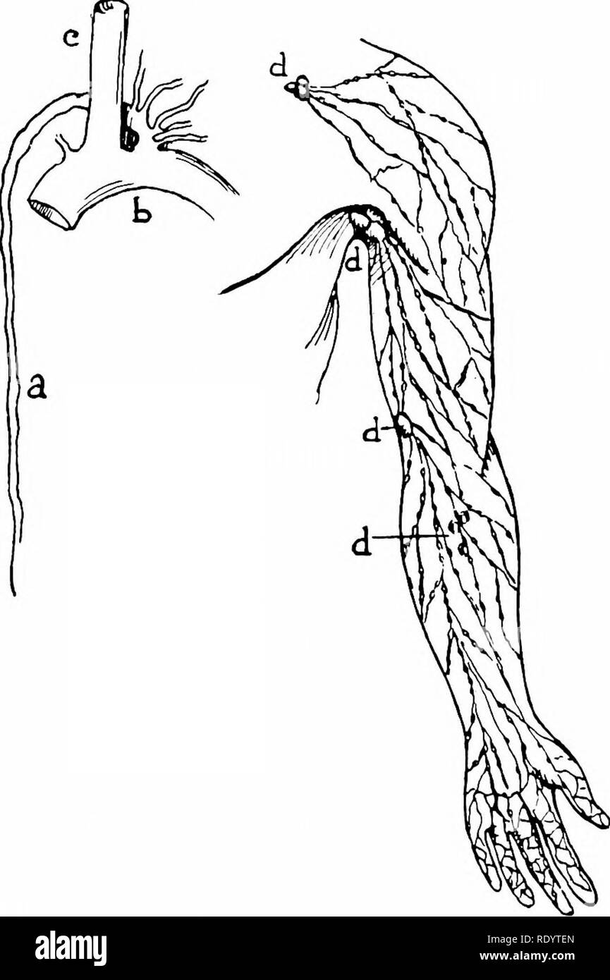 . Principes de la biologie moderne. La biologie. 334 - animaux multicellulaires, en particulier l'homme La circulation lymphatique. Dans le corps il est difficile de trouver les vaisseaux lymphatiques, ou lym- phatics, parce qu'ils sont si fragiles. Cependant, le réseau de vaisseaux lymphatiques (Fig. 17-17) est très vaste et atteint toutes les parties du corps. Les lymphatiques lymphe vidange directement. Fig. 17-17. Une partie du système lymphatique de l'homme. A gauche, le canal thoracique (a) ne s'ouvrent dans la veine sous-clavière gauche (B) ; c, veine jugulaire interne. Sur la droite, les vaisseaux lymphatiques de la mains et avant-bras ; d, les ganglions. (À partir de l'organisme vivant, par Best et Taylor. H Banque D'Images