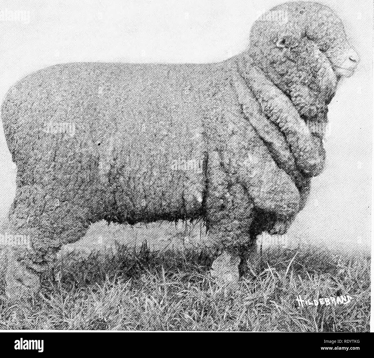 L'élevage sur la ferme. Le bétail. 189 moutons avec ce type de produire le  plus possible et le plus haut des deux quahty un mouton et de la laine que  possible. ^