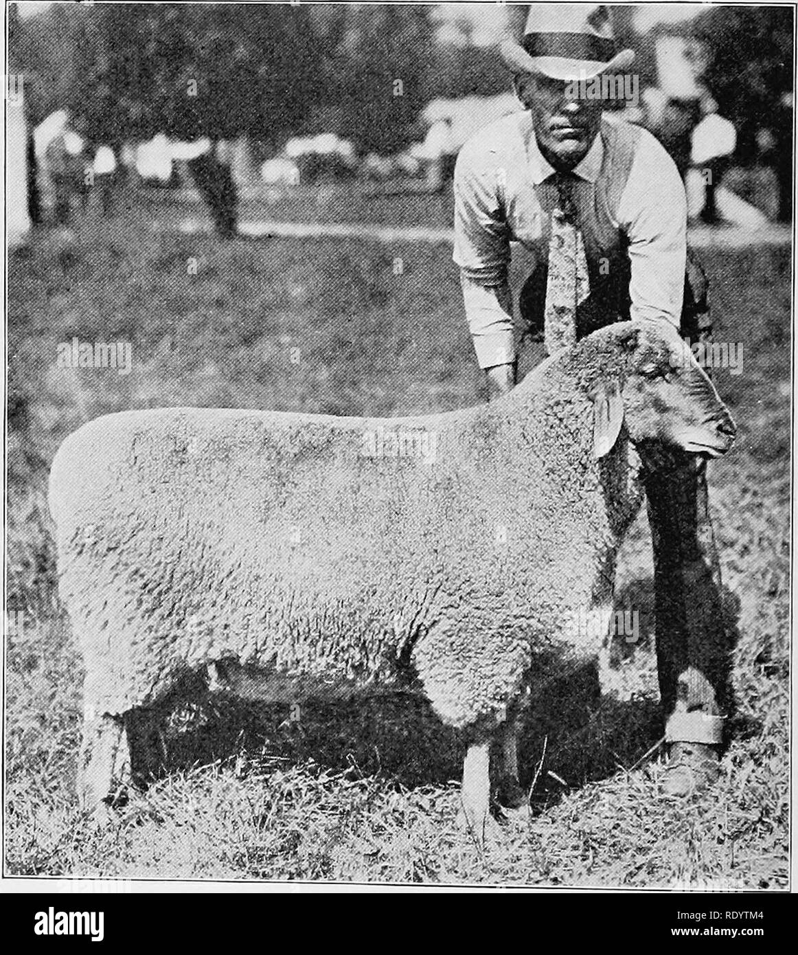 . Types et races d'animaux de ferme. Le bétail. 6i4 de la brebis Brebis pour se reproduire à cause de la queue de l'interférence avec le service. Quelques moutons de Tunis à partir de Columbia, Caroline du Sud, ont été présentés en 1893 à la World's Columbian Exposition à Chicago, dont certains J. A. Guilliams de l'Indiana a acheté. Charles Roundtree. Fig. 289. Général McPherson 619, un sire de Tunis et gagnant du prix. A partir de photo, avec la permission de l'American Eleveuse de moutons du même état plus tard visité en Caroline du Sud, l'achat de dix du troupeau de vingt-cinq il y appartenant. Pendant de nombreuses années, M. Roundtree était le principal pro Banque D'Images