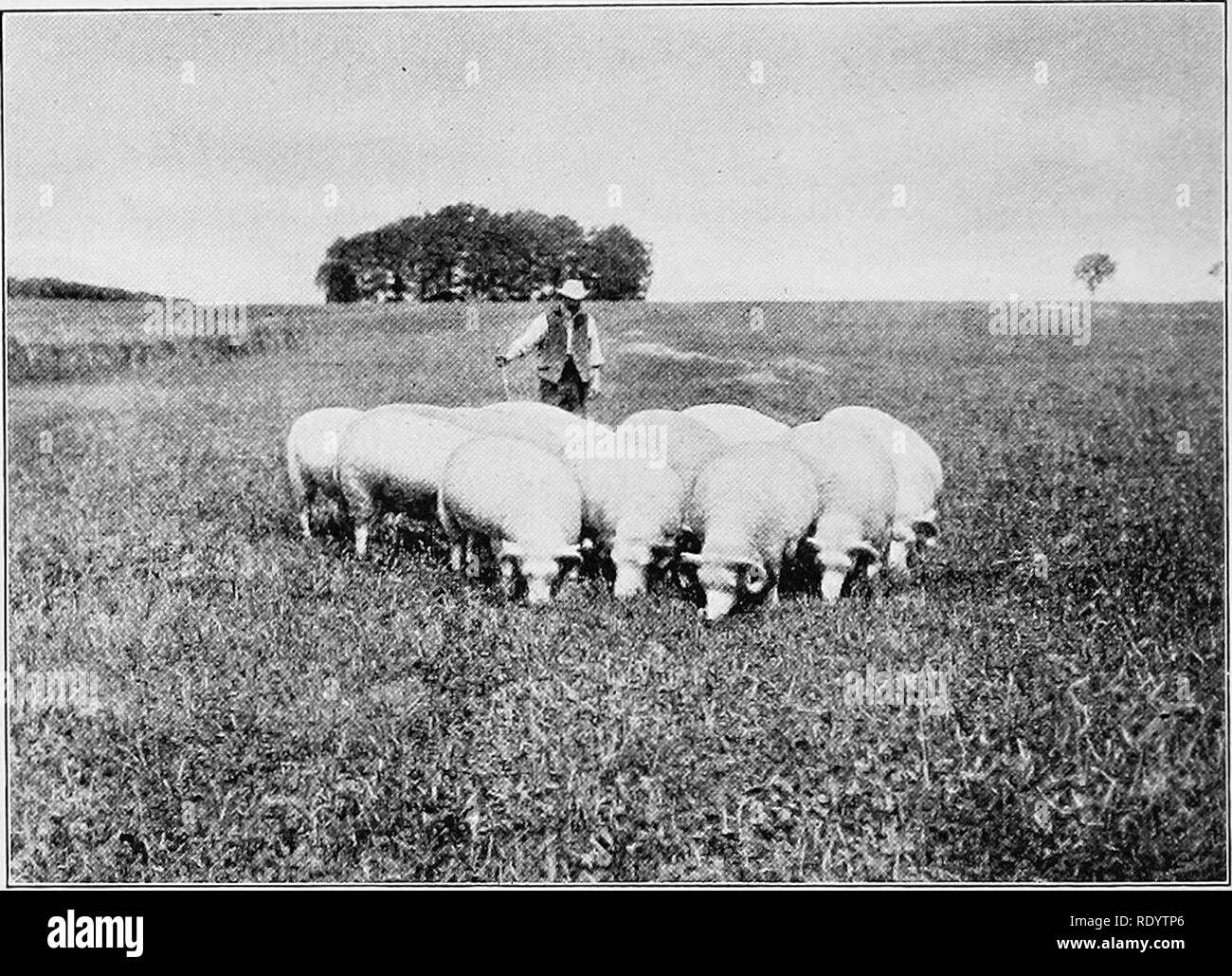 . Types et races d'animaux de ferme. Le bétail. 592 moutons Merino de grande qualité, spacieux et d'une brebis mérinos blocky, Dorset vigoureuse s'avérera ram un éleveur plus sûr, si possible, que la brebis Dorset de race pure. Il n'y a pas beaucoup de cultivateurs de sex- chambre agneaux qui ne le souhaitez Dorset Horn notes de Merino foundation à tout autre, le pas de race pure de l'exception. Ces brebis sont encore produites de pure race Dorset Horn béliers, et le résultat est un très pixellisée, agneau engraissé facilement. Ces élèves de brebis sont également mieux que le lait-breds pure. À l'Université de Purdue. Fig. 277. Choix d'un groupe de brebis Dorset Horn sur p Banque D'Images