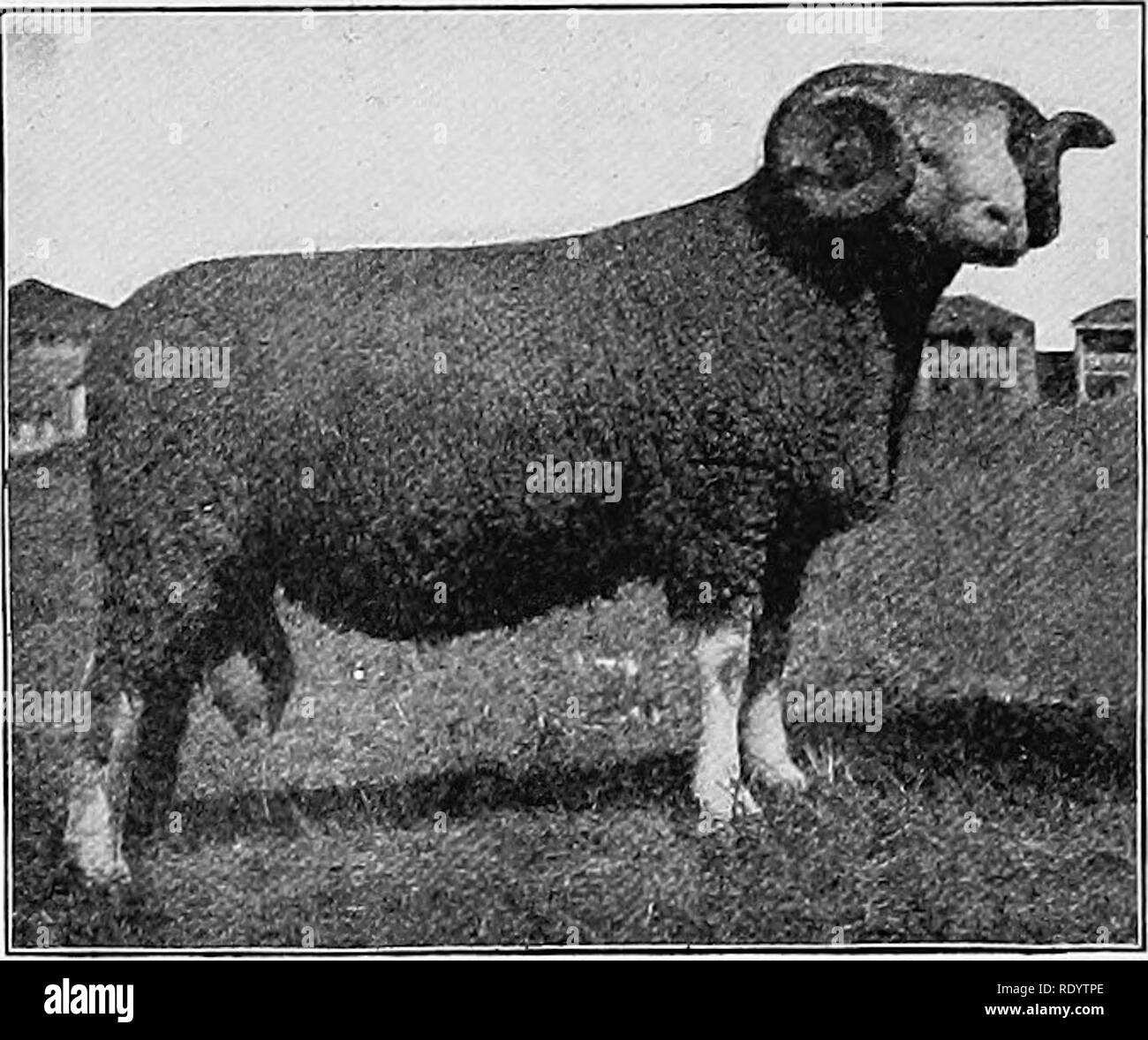 . Types et races d'animaux de ferme. Le bétail. 588 E. Fuller moutons du Canada. En mai 1887, E. F. Bowditch de cadrage- jambon, Massachusetts, faite d'une importation, il étant un ist- au début de l'agneau de sensibilisation. Le mois suivant Adin Thayer de Hoosic Falls, New York, importés 12 tête. Cette même année (1887), Woodward &AMP ; Jaques de Lockport, New York, et R. J. Buck de Bridgeton, New Jersey, a fait les importations, et l'année suivante, en juillet, Rutherford Stu3rvesant du New Jersey a importé 2 béliers et 28 brebis du troupeau de l'Anglais John et William Kinder. En septembre 1889, M. T. S. Cooper, de Banque D'Images