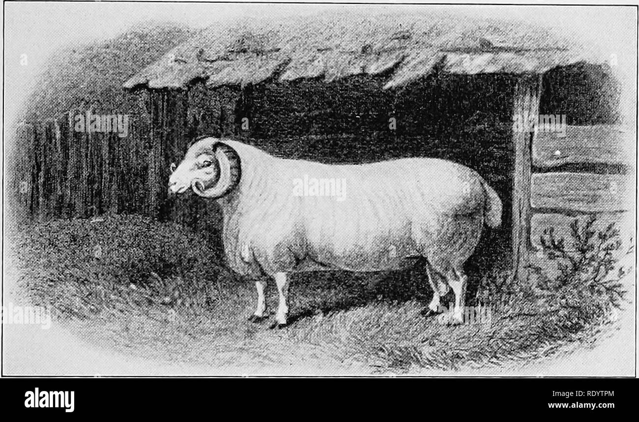 . Types et races d'animaux de ferme. Le bétail. Le DORSET HORN 587 en danger d'être éteint. En 1856 le professeur Wilson, un autre à l'autorité britannique, écrit que "la pratique du croisement avec la Southdown devient très général." Dans cette même connexion Youatt, en 1837, des commentaires sur l'utilisation des Nœuds et Devonshire sur Leicesters Dorsets, mais dit que la croix n'était pas succès. Cependant, certains troupeaux étaient apparemment exempte de passage à niveau, notamment sur l'île de Portland, où environ quatre- tu d'un petit mouton sable type Dorset existaient en 1840. L'amélioration générale de la bree Banque D'Images