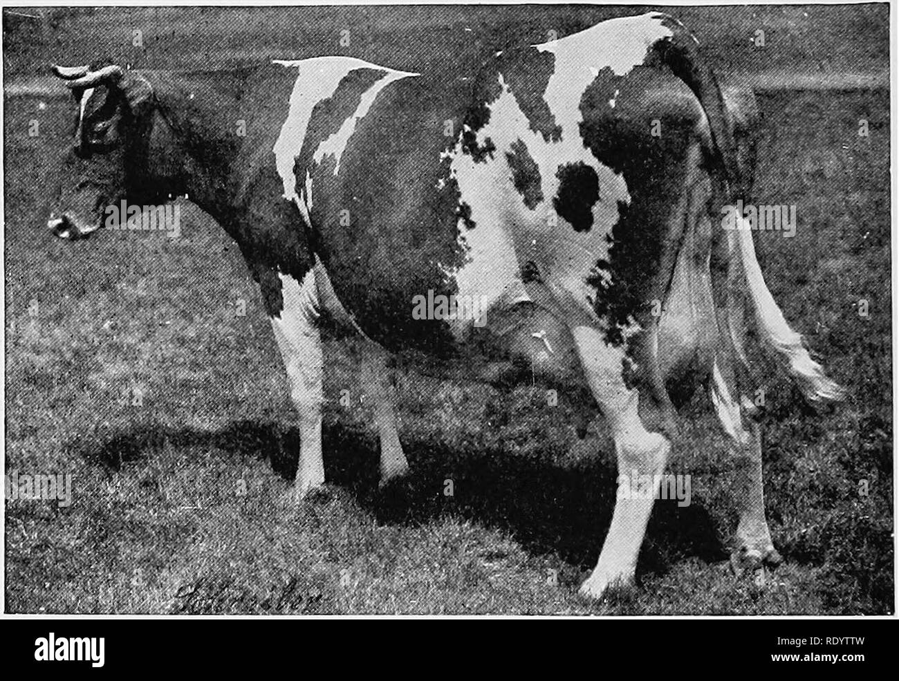. L'industrie laitière productive . L'industrie laitière. 6 La production alimentaire humaine figurant un an l'équivalent de cinq aliments steers pesant chacun 1100, et que tous les trois jours, elle a donné l'équivalent d'un veau contre l'^eighing 175 livres. Si la comparaison avec le produit de la vache, peut noter Guernesey Kilma (Fig. 2), nous constatons que l'aliment contenu dans son lait pour sa meilleure année d'égal que dans trente steers pesant 500 livres chacun ou cinq steers pesant 1500 livres chacun. Le champion du monde de toutes les races de vache dans la fabrication du beurre dans une année, à savoir, la Duchesse Skylark 0:t<msby, en donnant 27 761,7 pou Banque D'Images