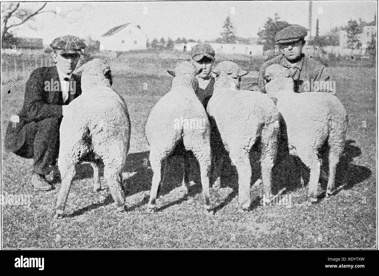 . Types et races d'animaux de ferme. Le bétail. 544 Brebis Béliers matures de la mise en état de se reproduire à 185 à 220 livres et les brebis à 135 à 155 livres. George McKerrow du Wisconsin, pendant de nombreuses années un important éleveur Southdown et l'importateur, les rapports suivants les poids moyens de spécimens de la race à propos de septembre 1889, j'ai : deux deux ans de béliers, 206 livres chacun ; trois béliers d'un an, j'ai53|- livres chacune ; deux âgés de brebis, 150 livres chacun, quatre brebis d'un an, 134I livres chacun ; mars Agneaux, li^ livres chacun. Le plus lourd pèse de 1 an. Fig. 247. 4 e année C type Merino brebis, les barrages de la Banque D'Images