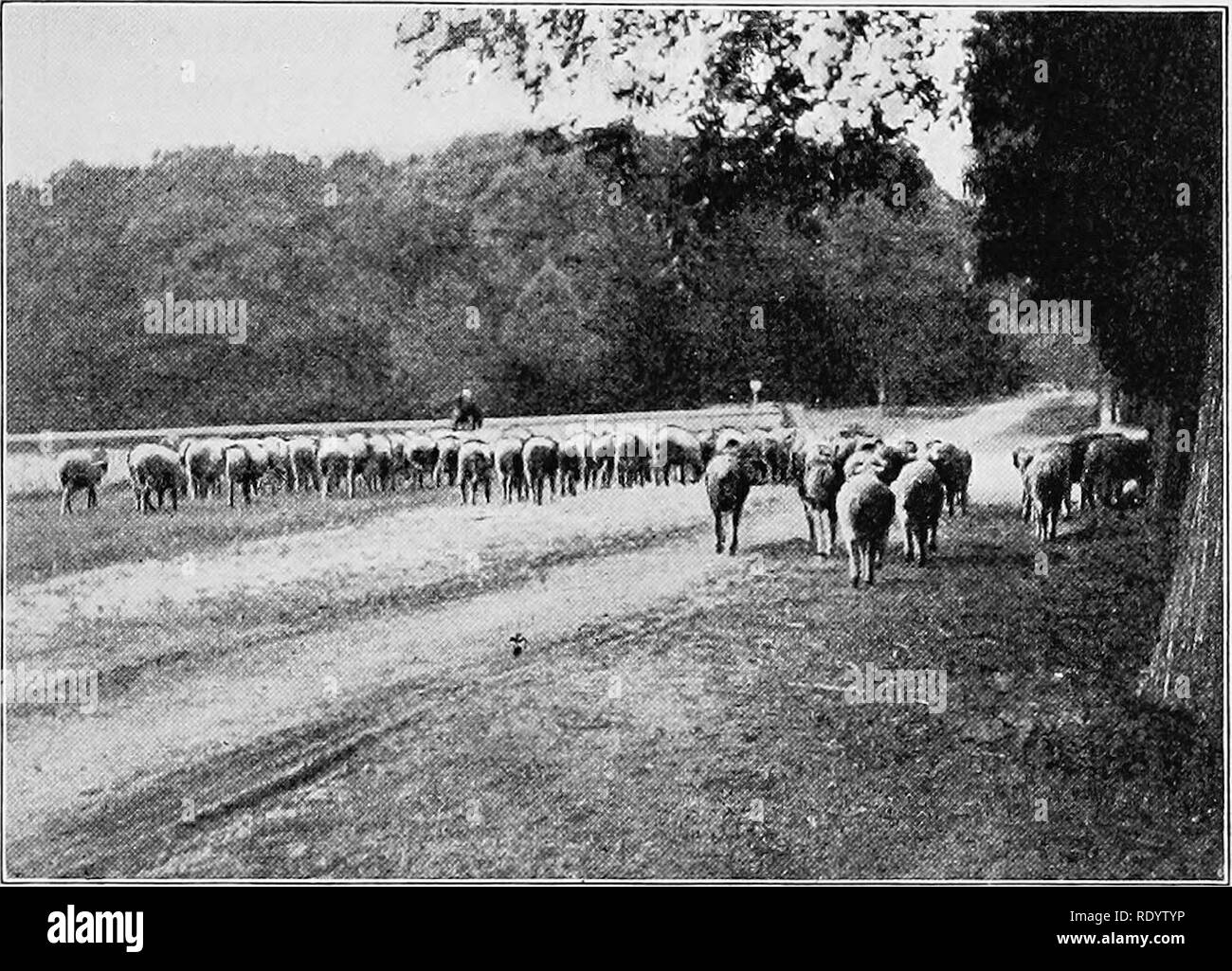 . Types et races d'animaux de ferme. Le bétail. Le Grand Chef 531 RAMBOUILLET, par Wyoming Boy, expédiés par F. S. King Brothers Company du Wyoming, vendu pour ^1300 à Hobbs et Gillett d'Idaho. John H. Seely vendu à Dell Pratt un bélier pour ^1325. Un bélier expédiés par l'Université de l'Illinois a ^675. En tout, 168 béliers de goujon de Rambouillet a 39 985 ^^, une moyenne de 238, et 362 brebis a une moyenne d'^46,29. Lors de la vente de 1918. Fig. 239. Le berger et son troupeau à Rambouillet, France. À partir de la photo de l'auteur un deux ans, ram a été vendu par John H. Seely de C. N. Stillman de l'Utah pour ^6200, Banque D'Images