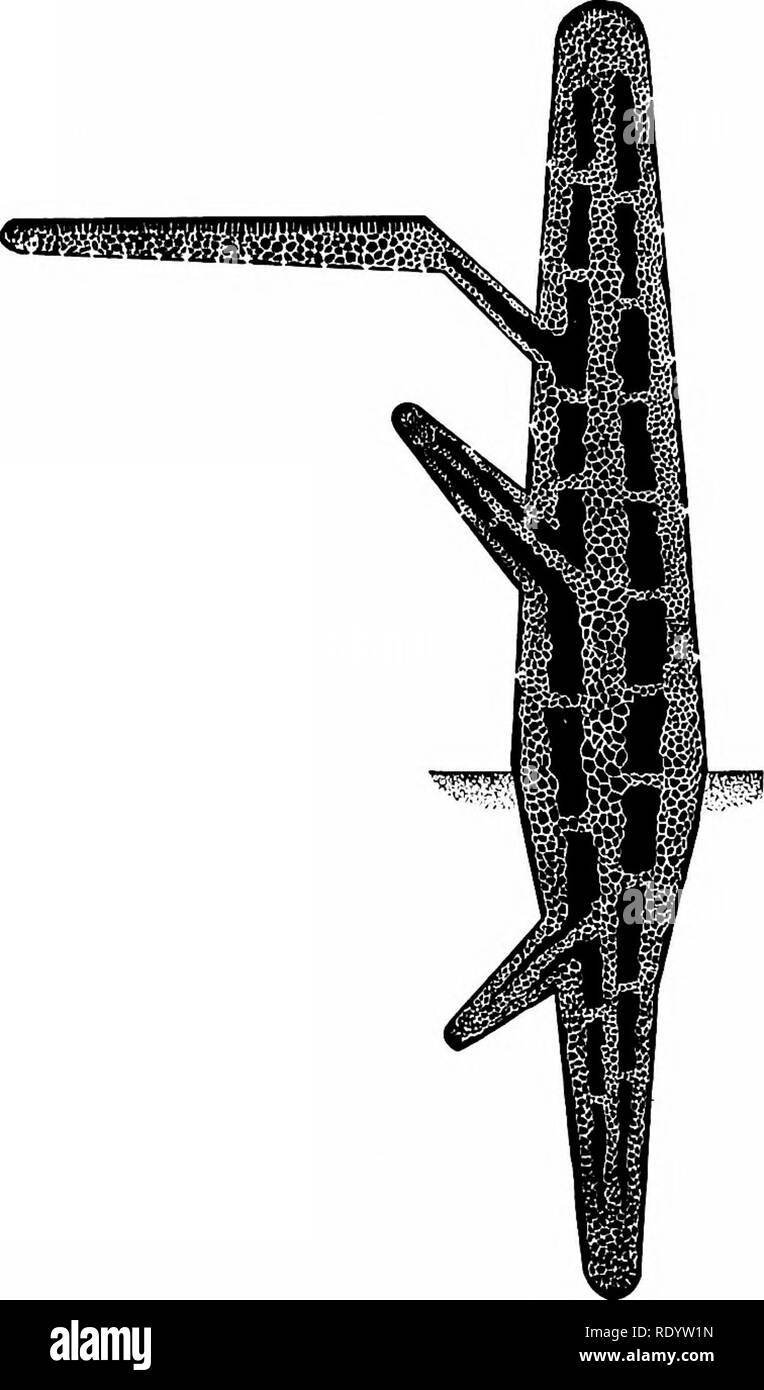 . Principes de la biologie moderne. La biologie. 256 - Plantes pluricellulaires dans que, au cours de la photosynthèse, les feuilles produisent plus d'oxygène qu'ils utilisent en oxida- tion du métabolisme. De même à la lumière du jour laisse consommer plus de CO2 qu'elles forment. Par conséquent, les échanges gazeux de la photosynthèse est prioritaire sur celui de la respiration chez les feuilles de la plante durant les heures de clarté. Cependant, la tige et la racine, et les feuilles de nuit, doit obtenir l'oxygène de l'extérieur, et doit se débarrasser du dioxyde de carbone ; et ce gaz respiratoires échange a lieu par le biais d'espaces d'air dans la liasse du parenchyme Banque D'Images