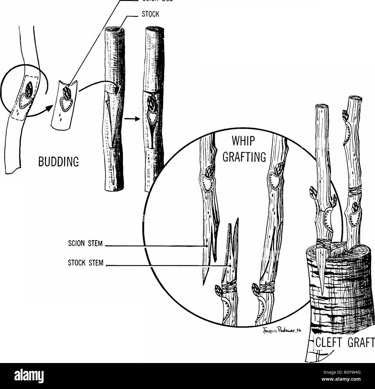 . Principes de la biologie moderne. La biologie. Fig. 12-38. Une racine secondaire force son chemin à travers le cor- tex et l'épiderme de la racine primaire. SCION BUD STOCK. Tige TIGE STOCK SCION GREFFE FENTE Fig. 12-39. Méthodes de greffage,. Veuillez noter que ces images sont extraites de la page numérisée des images qui peuvent avoir été retouchées numériquement pour plus de lisibilité - coloration et l'aspect de ces illustrations ne peut pas parfaitement ressembler à l'œuvre originale.. Marsland, Douglas, 1899-. New York, Holt, Rinehart and Winston Banque D'Images