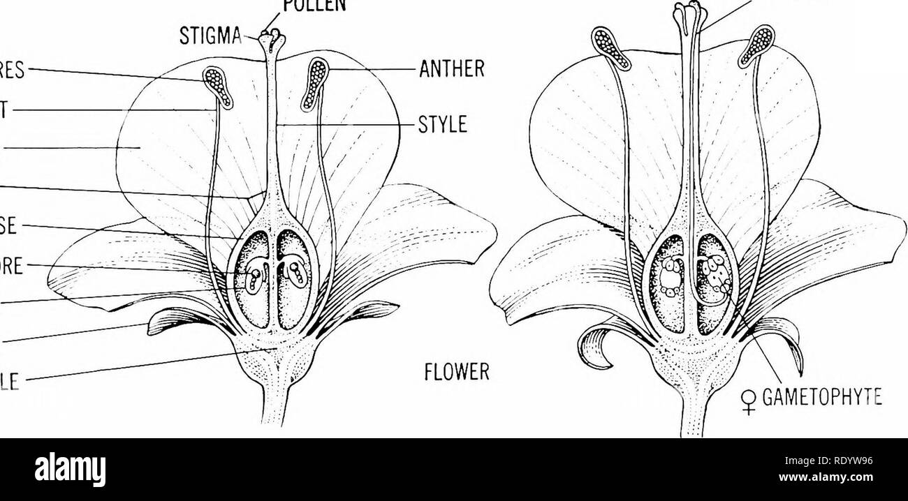 . Principes de la biologie moderne. La biologie. compléter flower affiche quatre types distincts de feuilles modifiées, disposées en verticilles concentriques, attaché à un récipient, qui con- nects le llower avec la tige (Fig. 12-14). Le verticille externe, appelé le calice, est composée de parties séparées, les sépales (Fig. 12-14), •leaflike qui sont habituellement dans la forme et de la couleur. Juste à l'intérieur du calice se trouve la corolle, les parties séparées sont appelés les pétales (Fig. 12-14). Les pétales également afficher une leaflike forme, mais souvent ils sont de couleur vive, la reproduction en Pianis multicellulaires - 217 en particulier dans Banque D'Images