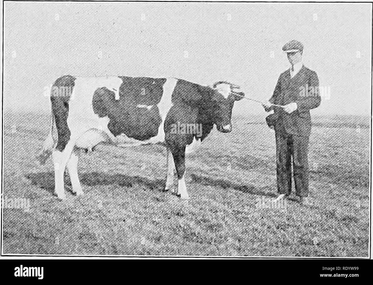 . Types et races d'animaux de ferme. Le bétail. 382 La distribution de bovins bovins Holstein à l'extérieur de la Hollande est essentiellement en Belgique, l'Allemagne du nord, certaines parties de la Russie, l'Angleterre, l'Australie, le Canada et les États-Unis. Un peu de bovins de la race ont également été exportés au Japon et en Amérique du Sud. En général seuls la races sont conservés en Angleterre, mais les bovins Holstein Friesian- sont très bien établis dans ce pays. La race est très répandue dans l'Amérique du Nord. Depuis de nombreuses années l'État de New York a été considéré comme le grand centre pour Holstein-Friesians, mais exten Banque D'Images