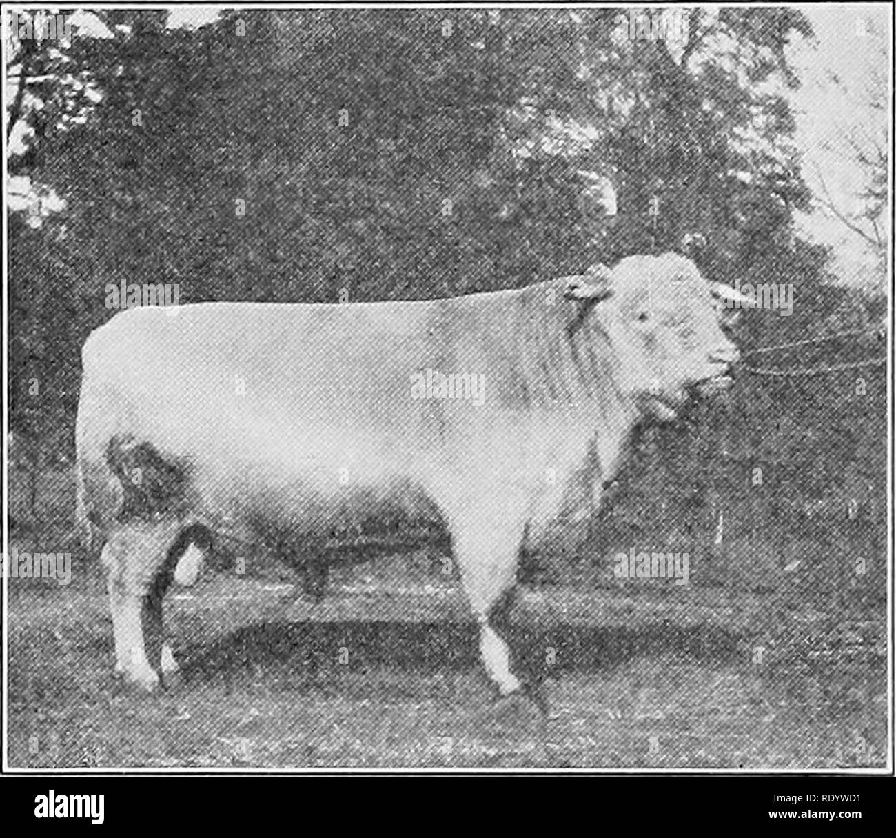 . Types et races d'animaux de ferme. Le bétail. Bovins 222 été nom, au barrage de l'Archer écossais (59833), d'éminents comme un père dans le troupeau de William Duthie à CoUynie. La tribu épicé tire son nom de la gc Spicy 4th, acheté en 1868 par un certain M. Milne de l'Aberdeenshire. Elle avait un barrage pour la plupart excellent nommée épicé, par Marmaduke (14897). Spicy 4ème, produites au Champion de France, a produit une très argentée nommée supérieure. À partir de cette grande famille est venue pas un certain nombre de personnes haut de gamme, y compris l'buhs Strongbow (52230) et Sea King (61769), le premier ayant été utilisés dans serv Banque D'Images