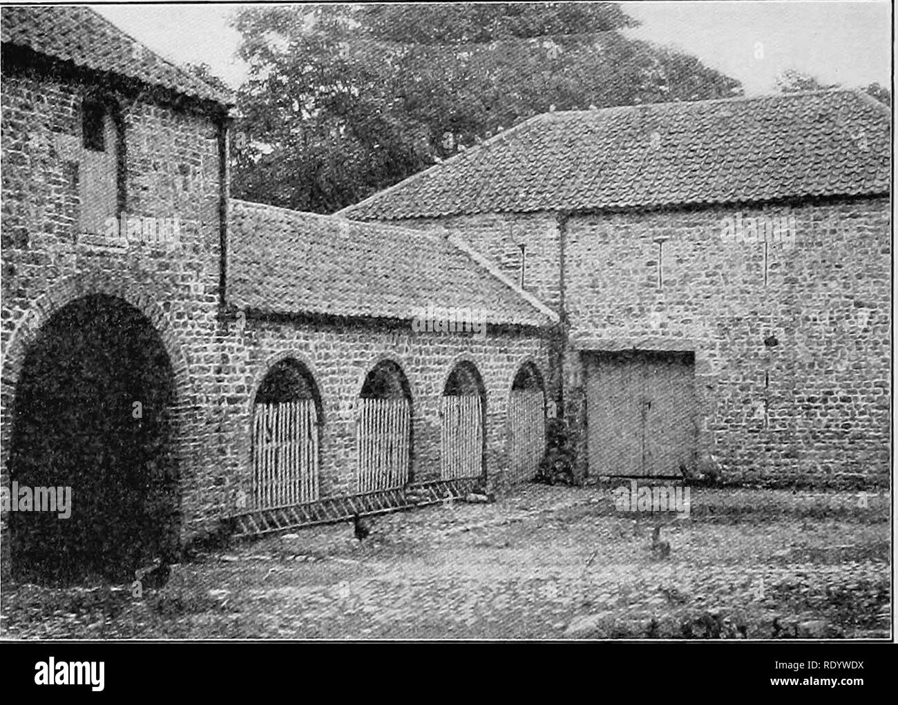 . Types et races d'animaux de ferme. Le bétail. 214 Les bovins yeux sauvages descend d'une tribu connue comme Wildair la vache, par l'empereur (1975), acheté comme un veau par Bates à J. W. Par- rington's vente en 1832. Bates a affirmé que cette tribu introduites dans son troupeau le seul bon sang qu'il a obtenu à l'extérieur de l'Colling troupeaux. Le Foggathorpe descend d'une tribu de ce nom de la vache a vêlé en 1830 et acheté par Bates de son éleveur, M. Edwards, lorsqu'elle avait dix ans. Elle a prouvé une exceptionnellement bonne. Fig. 83. Un coin de l'étable à Killerby, la maison de Thomas stand dans le Yorkshire. À partir de la photograp Banque D'Images
