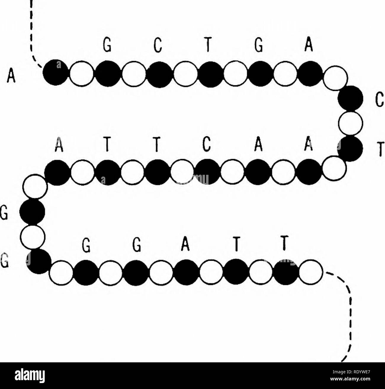 . Principes de la biologie moderne. La biologie. 90 - La cellule G C T G A. Fig. 4-20. La structure moléculaire d'un seul brin d'acide nucléique (ADN). Cercles noirs  = sucre (deoxyri- bose) ; Cercles blancs  = ; un phosphate, l'adénine ; C, cyto- sine ; G, la guanine, la thymine, et T (Fig. 4-19). La chaîne, lorsque rompu, soit les rendements des nucléotides (sucre-phosphate- Unités de base) ou nucléosides (sucre légèrement plus petit- Unités de base, dépourvu de phosphate). Dans la cellule vivante les différents composés peuvent être unis dans de plus grands complexes : pro- sels avec protéines, glucides, lipides et stéroïdes ; avec d'autres glucides lipides ; w Banque D'Images