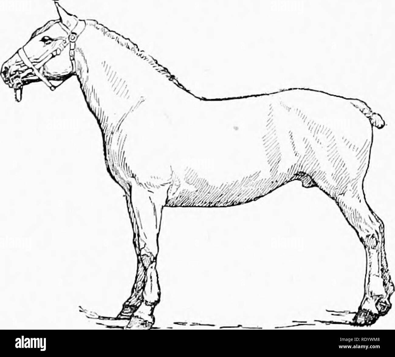 . Les races de Live-stock : par Live-stock eleveurs . Le bétail. Le projet d'BUEEDS 17 chevaux de races ou de types distinctifs allant dans les caractéristiques de l'entraîneur de chevaux pour lreaiest tyi)e des rédacteurs. Ces liave été introduit en Amérique latine simpl&gt ;' comme les chevaux de trait français. Tliis a conduit à une certaine confusion dans les noms, comme tliere français n'existe pas de projet de race, mais plutôt de plusieurs races distinctes ou types de chevaux de trait français. Le cheval de trait français en Amérique est plus connu par^- cheron (voir pages 7-16). D'autres moins bien connus sont les Boulonnais, Ardennais, bretons et Xivernais, whic Banque D'Images