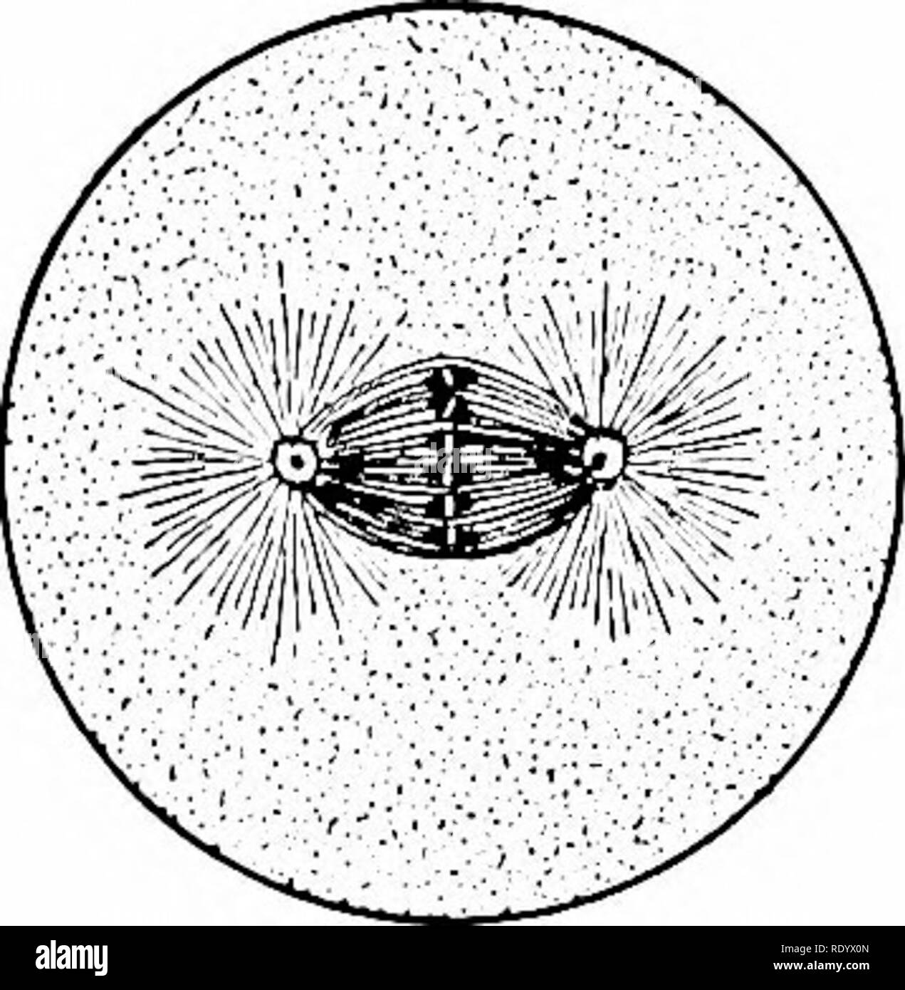 . Principes de la biologie moderne. La biologie. . Veuillez noter que ces images sont extraites de la page numérisée des images qui peuvent avoir été retouchées numériquement pour plus de lisibilité - coloration et l'aspect de ces illustrations ne peut pas parfaitement ressembler à l'œuvre originale.. Marsland, Douglas, 1899-. New York, Holt, Rinehart and Winston Banque D'Images