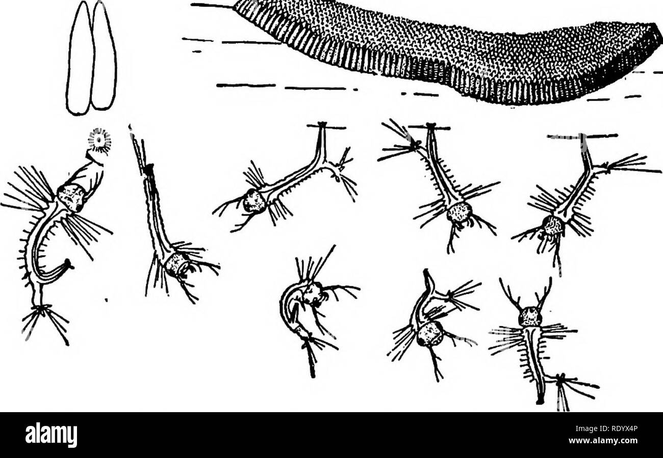 . Races de poissons rouges et autres poissons d'aquarium, de leurs soins et de propagation ; un guide pour les aquariums marins et d'eau douce, leur faune, flore et la gestion. Les aquariums ; poissons rouges. FIG. 219. yii !aniyi.oi !, !^xMo  %, Anopheles quadrimamlatus. Mâles et femelles adultes. Considérablement augmentée. fièvre, et Culex ciliaris les filaires parasites qui produisent de l'éléphantiasis. Fig. 218 à 221 incl. Poissons de la famille des carpes dans les étangs sont très utiles pour détruire les larves de moustiques, mais la surface d'allaitement haut-de-boule est le meilleur pour détruire les larves de moustiques anophèles paludisme, qui développe et ^^^^. FIG. 220. Bateau ou Eg-moustiques Banque D'Images