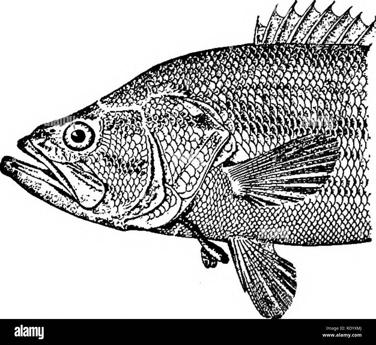 Races De Poissons Rouges Et Autres Poissons Daquarium De