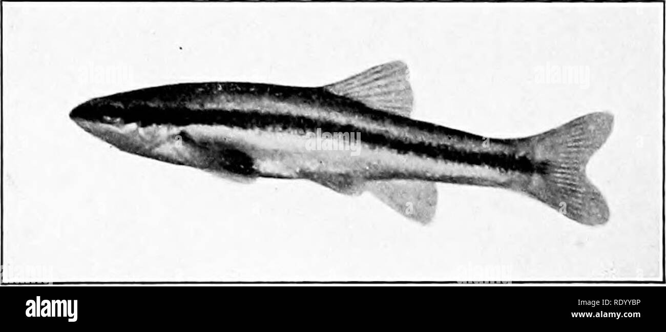 Laquarium Deau Douce Et De Ses Habitants Un Guide Pour L