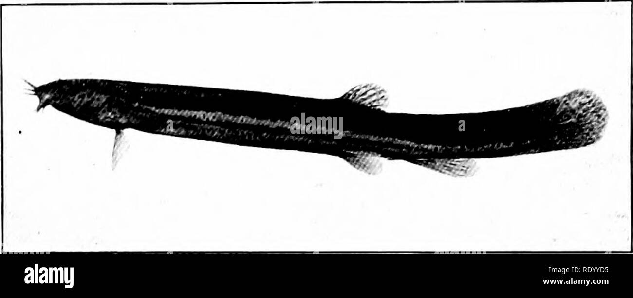 . L'aquarium d'eau douce et de ses habitants ; un guide pour l'aquariophile amateur. Les aquariums. Les habitants de l'Aquarium 137 plus couleur jaune, qui est suivi d'une ligne de taches brunes, plus près de la tête et de diminuer en taille vers la queue. La couleur du ventre est d'un bleu grisâtre s'étendant sur toute la longueur du poisson. Poisson-météo (Cobitis fossilis) est un poisson très intéressant avec une longue, mince, presque. Fig. 65. Poisson-météo, Cobitis fossilis. corps d'une anguille. La nageoire dorsale est petite et est placé près dans le centre de l'arrière. Toutes les autres nageoires sont petits et ronds en Banque D'Images