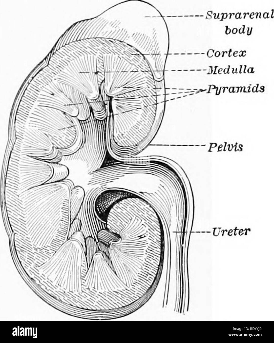 . Essentials de biologie a présenté des problèmes. La biologie. La respiration des cellules. presque dépendante de la quantité de travail effectué. De vingt à vingt-cinq onces est prise en et utilisé par le corps chaque jour. L'oxygène est constamment pris à partir du sang par- tis poursuit dans un état de repos et est utilisé lorsque le corps est au travail. Cela est prouvé par le fait que, dans un moment donné un homme, quand on travaille, dégage plus d'oxygène (dans l'oxyde de carbone di-) qu'il prend durant cette période. Lorsque des travaux sont effectués certains déchets sont formés dans la cellule. Le dioxyde de carbone est libéré lorsque le carbone est brûlé. Mais lorsque prot Banque D'Images