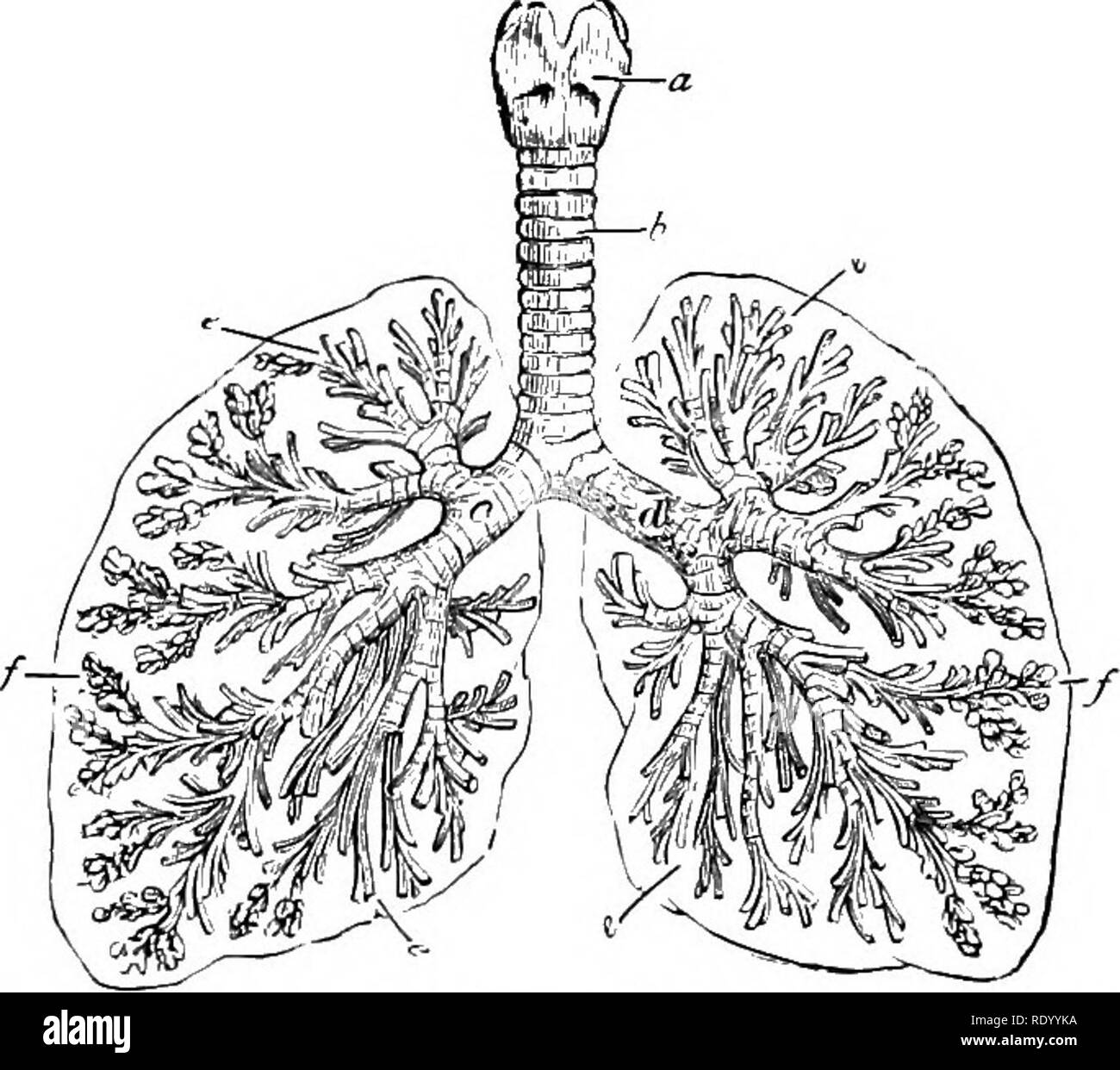 . Essentials de biologie a présenté des problèmes. La biologie. XXVII. Problème de respiration et d'EXCRÉTION LI. Une étude des organes et processus de respiro/- tion. {Manuel de laboratoire, Proh. LI.) (.a) Organes de la respiration en grenouille. (J)) Meclianirs de la respiration. (C) Processus de la respiration dans les poumons. Nécessité pour la respiration.-Nous avons vu que les plantes et les ani- mals ont besoin d'oxygène afin que le processus de la vie peut continuer. La nourriture est oxydé pour libérer de l'énergie, tout comme le charbon est brûlé pour donner de la chaleur pour faire tourner un moteur. Comme un courant d'air est nécessaire pour faire le feu sous la chaudière, donc, dans le corps humain, l'oxygène mus Banque D'Images