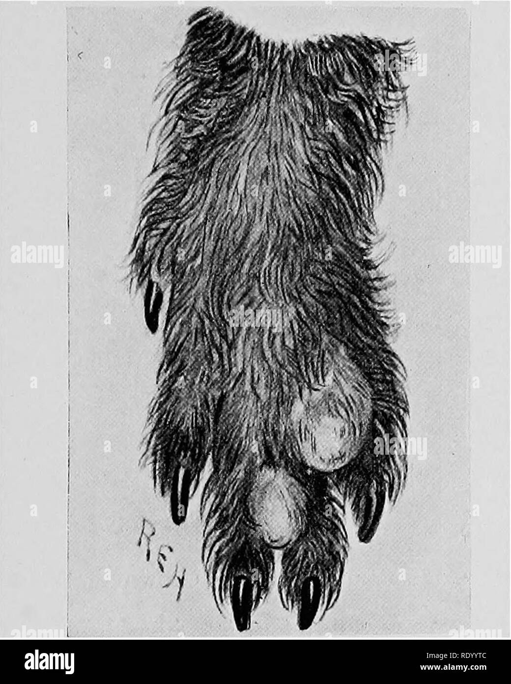 Maladies Chirurgicales Du Chien Et Chat Avec Des Chapitres Sur L Anesthesie Et D Obstetrique Deuxieme Edition De Chirurgie Canine Et Feline Chiens Chats Les Membres Et La Queue 355 Patient Dans