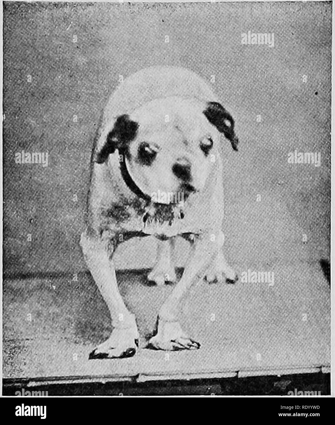 Maladies Chirurgicales Du Chien Et Chat Avec Des Chapitres