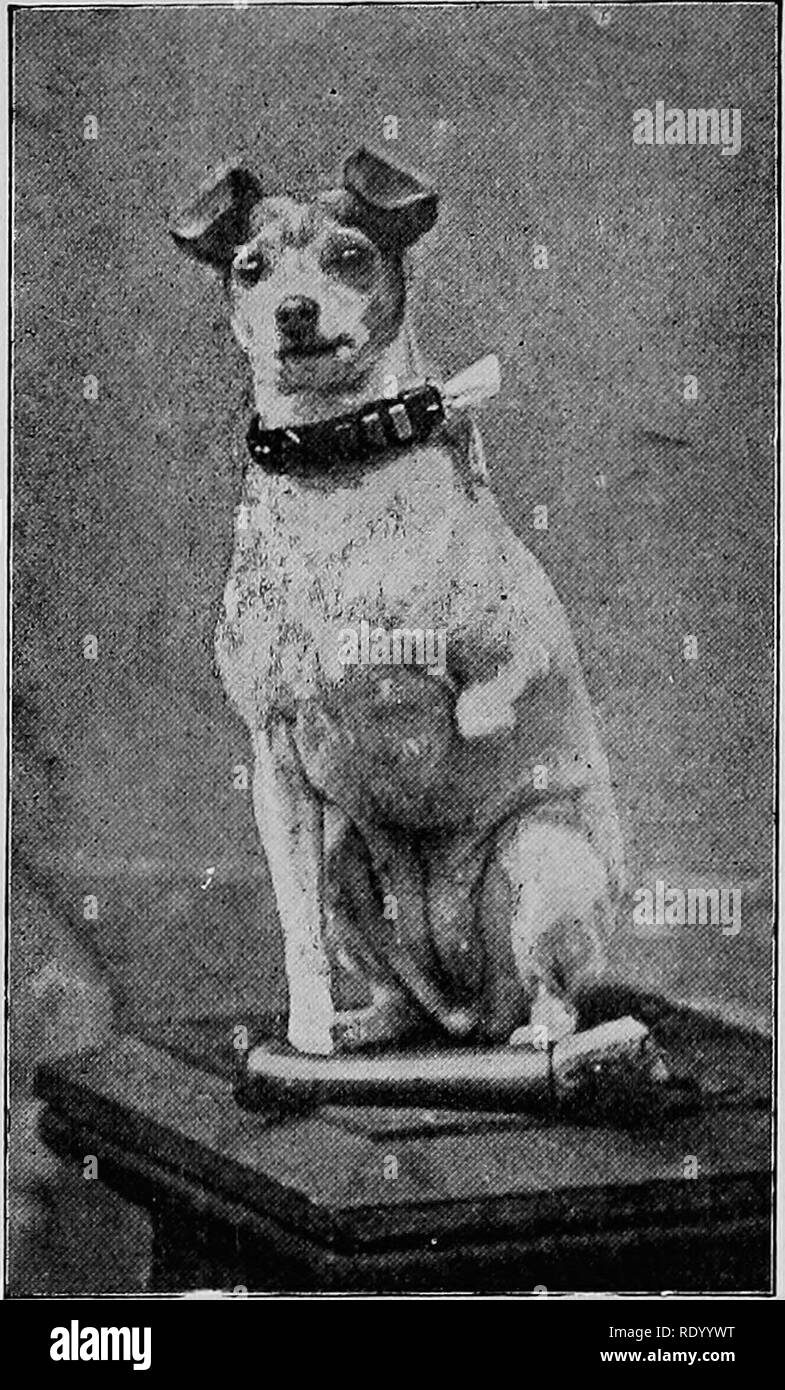 Maladies Chirurgicales Du Chien Et Chat Avec Des Chapitres