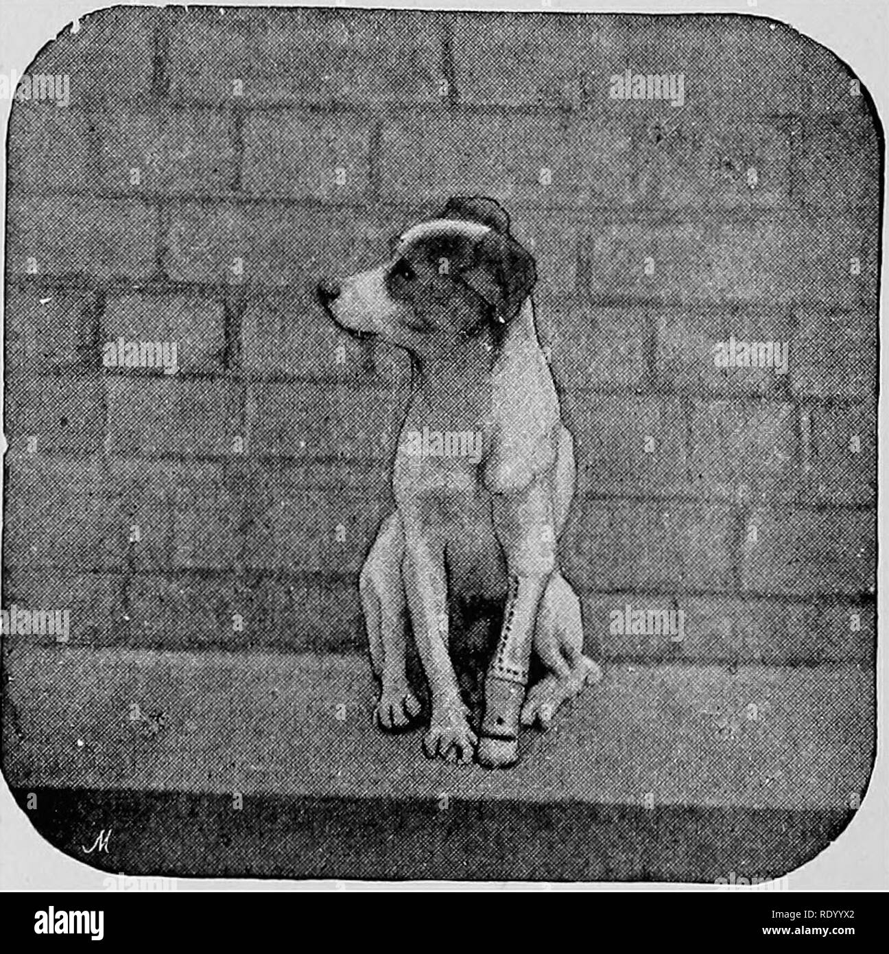 . Maladies chirurgicales du chien et chat, avec des chapitres sur l'anesthésie et d'obstétrique (deuxième édition de 'chirurgie Canine et féline'). Chiens ; chats. 34(&gt ; chirurgie canine et féline B '"^j'' ^  % d'IHR m -ftm &AMP ;^^»^^ fi mi j' â ¢ "' j^^^^^' j ' nous, ^^^^ ^H ft^^^^^^ BHk l'''' â f Fig. 228.âA modèle bon marché de J^lain faux cuir jambe.. Fig. 229.âAn Membre artificiel d'argent et d'Vulcanite, avec une totale fle xible et mixte.Faux Paw.* ' vétérinaire, vol. Ixviii., p. 400.. Veuillez noter que ces images sont extraites de la page numérisée des images qui peuvent avoir été retouchées numériquement pour plus de lisibilité - Banque D'Images